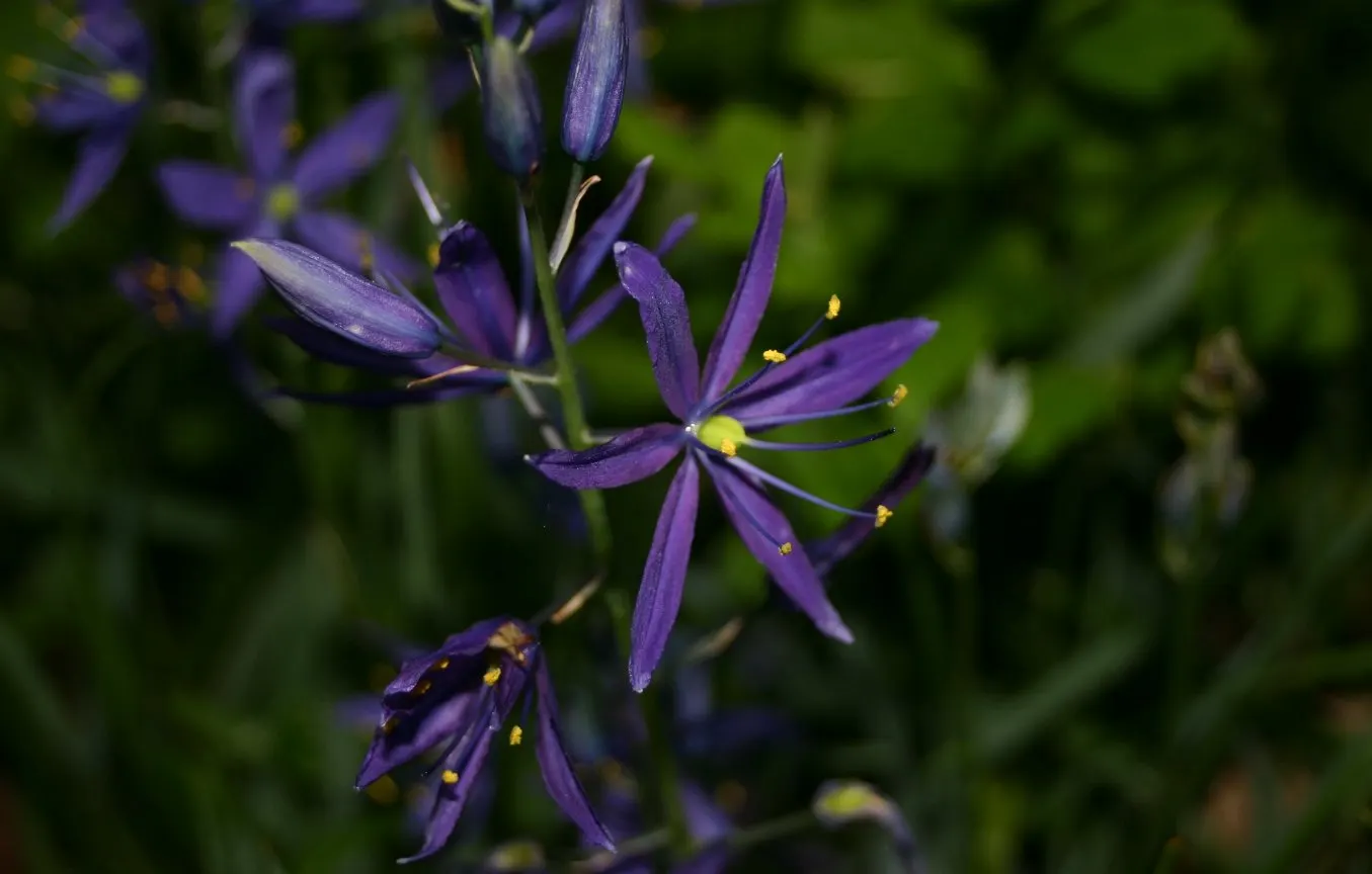 Camas (Camassia Quamash) — showcasing its adaptability to various temperate climates; camassia quamash, commonly known as Camas, is a perennial bulbous plant