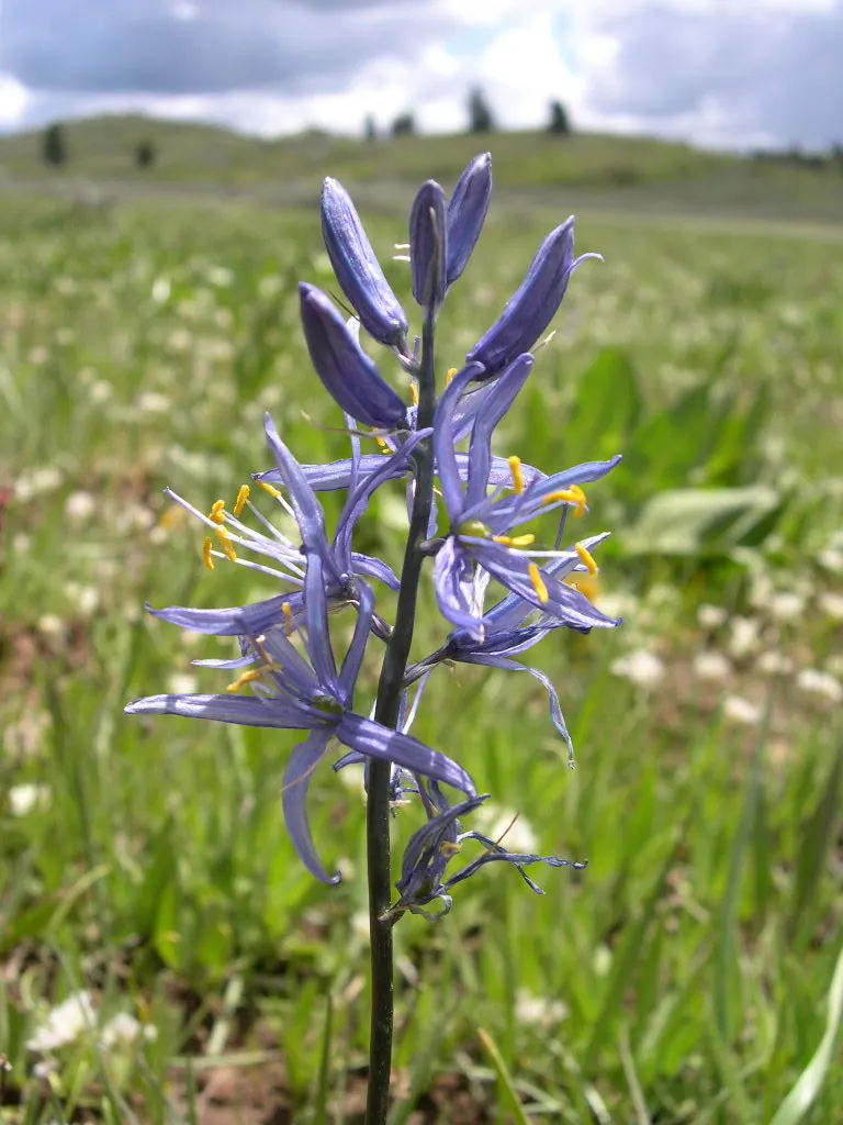 Camas (Camassia Quamash) — These flowers are borne on sturdy; requiring minimal care once established