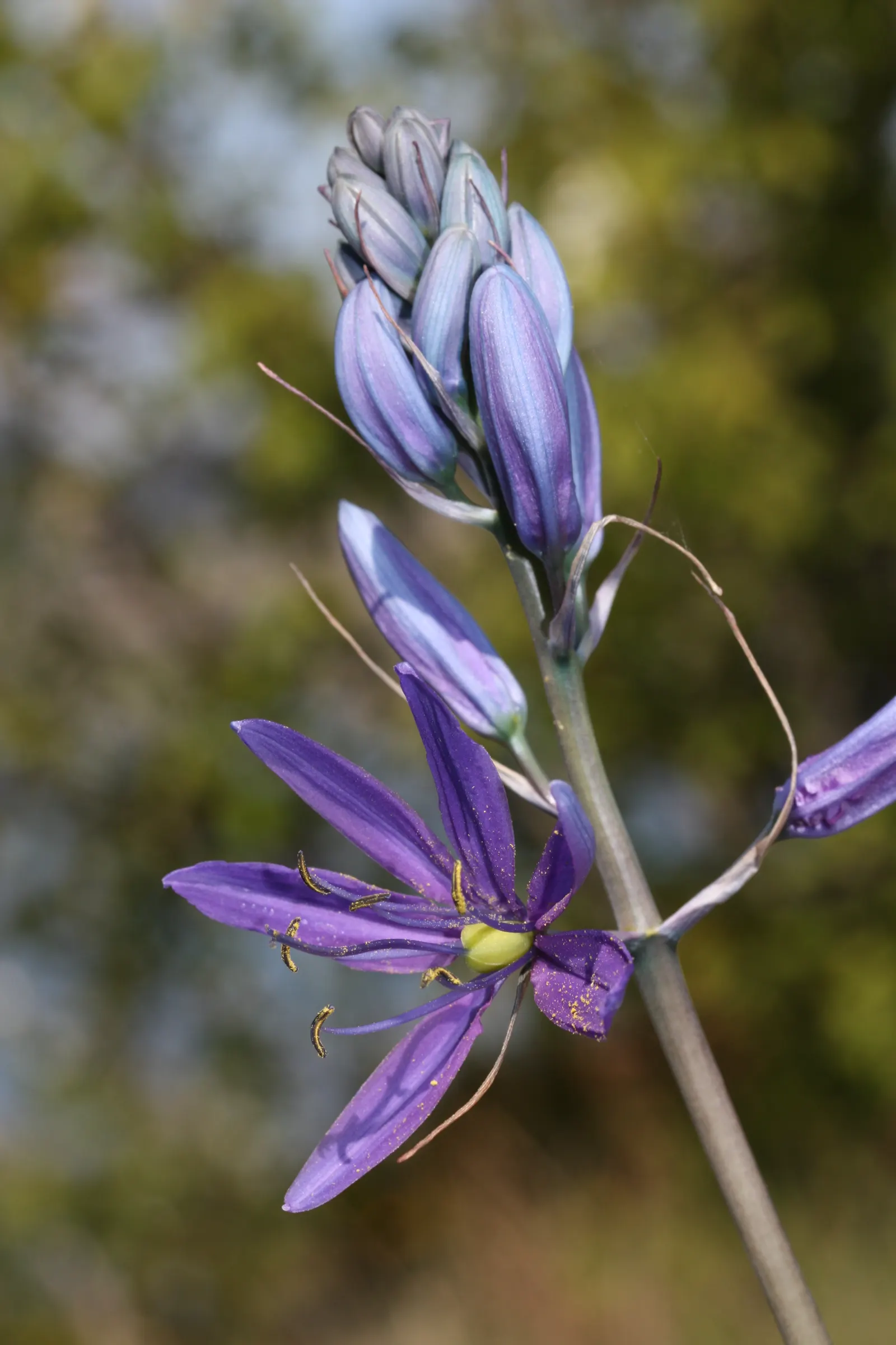 Camas (Camassia Quamash) — It is particularly suited for borders, wildflower meadows, and water-wise gardens; camas bulbs were once a vital food source for