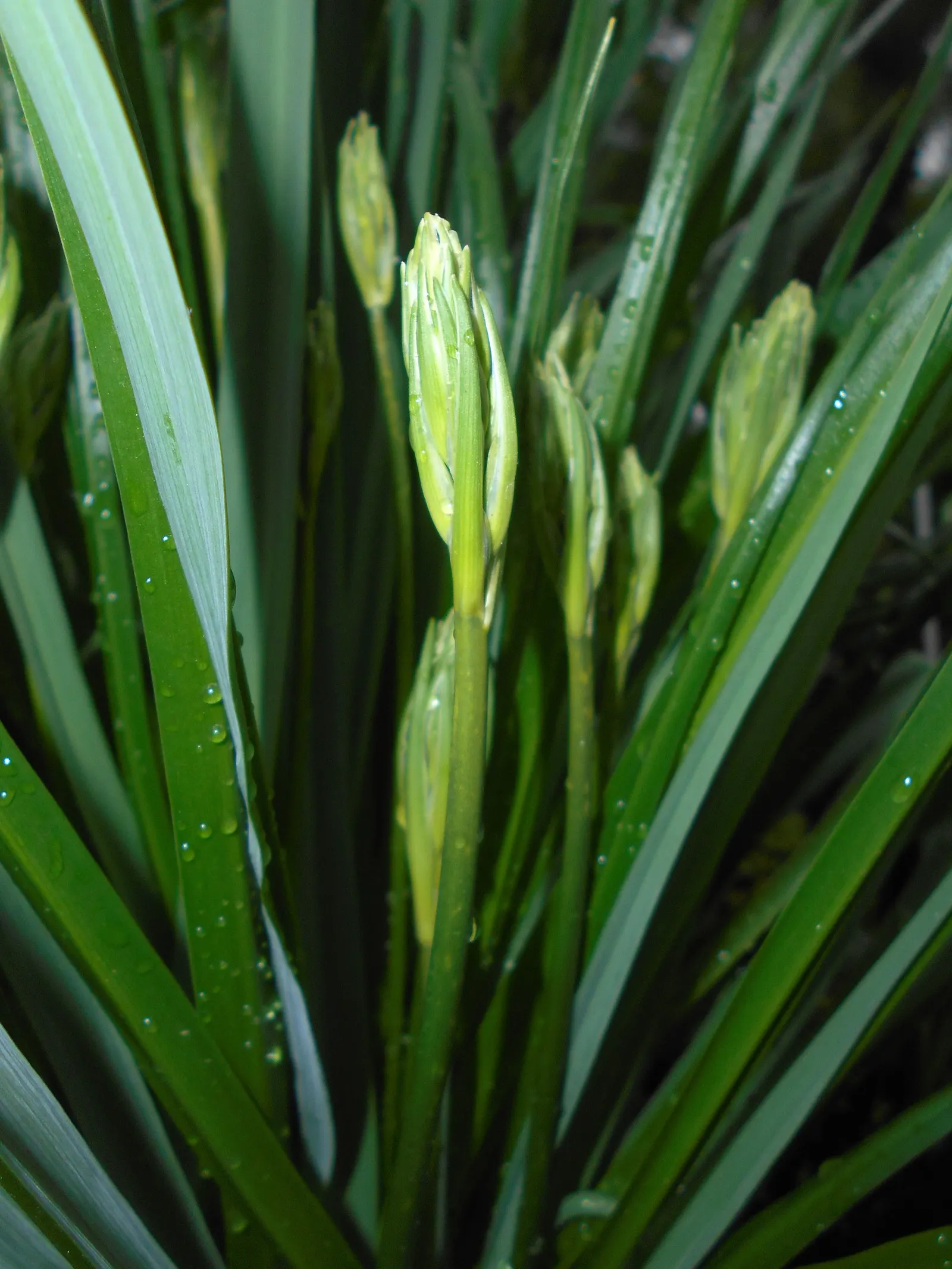 Camas (Camassia Quamash) — perennial with blue blooms