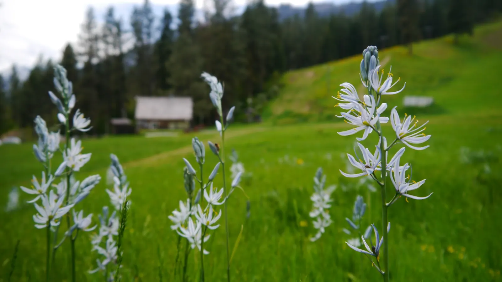Camas (Camassia Quamash) — It is also worth noting that Camas has a fairly low maintenance profile; each individual flower is roughly 1 to 1.5 inches in