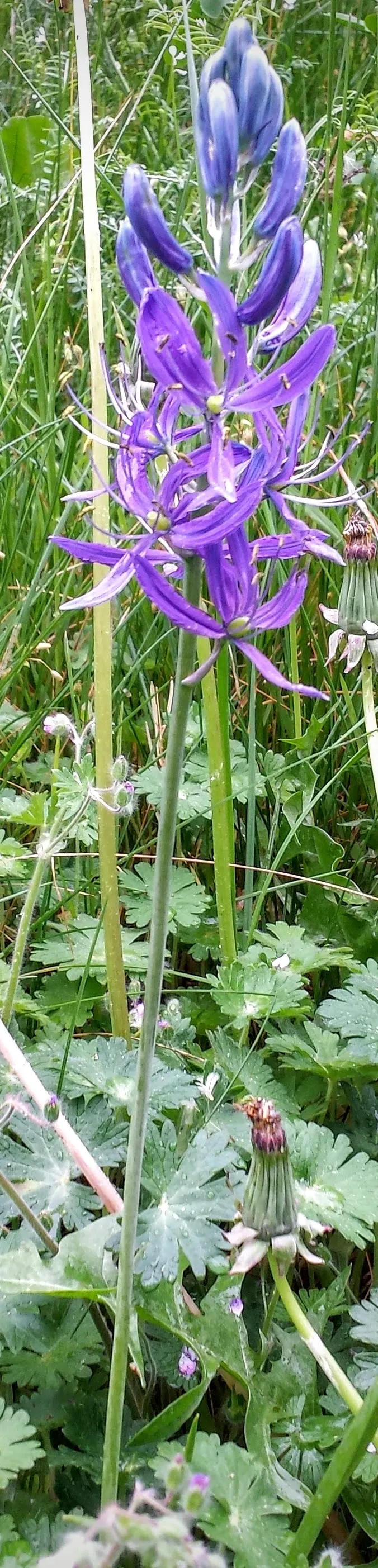 Camas (Camassia Quamash) — making it an excellent choice for extending the blooming season in a garden setting