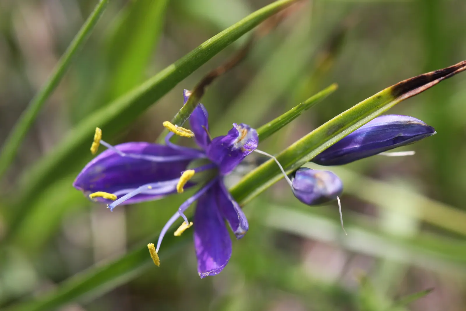 Camas (Camassia Quamash) — This North American native thrives in USDA hardiness zones 4 through 8