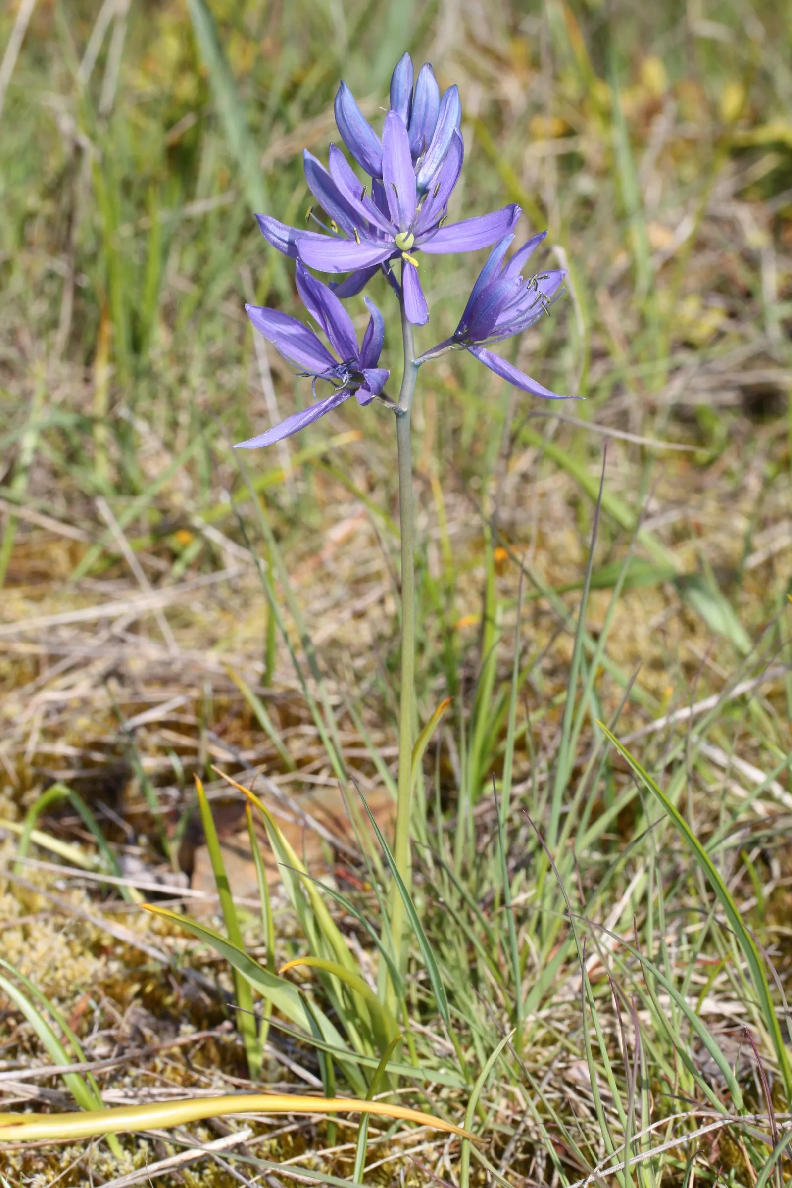 Camas (Camassia Quamash) — Camas presents a striking display of starry-shaped flowers; showcasing its adaptability to various temperate climates, image 61