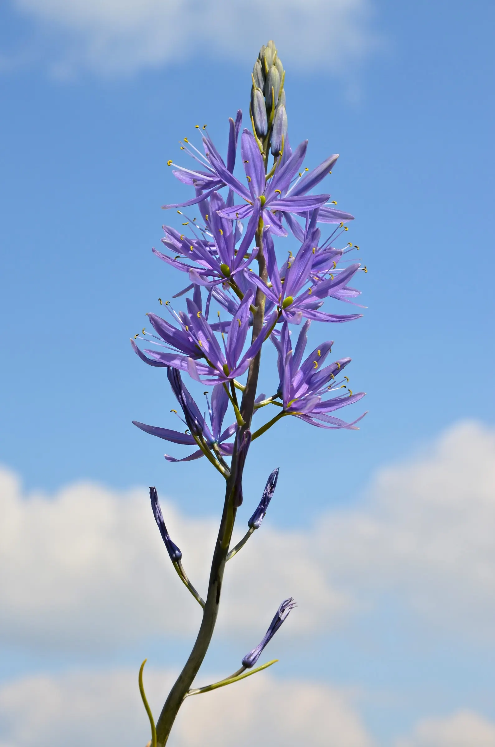 Camas (Camassia Quamash) — consider its preference for full sun to partial shade; upright spikes in late spring to early summer