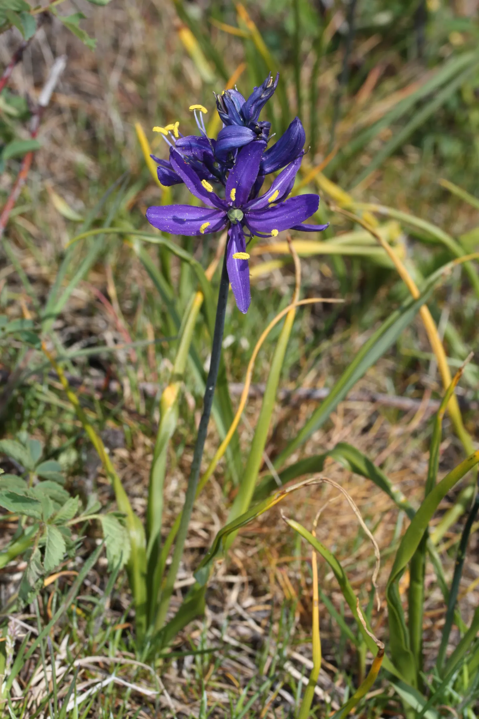 Camas (Camassia Quamash) — adding an element of historical education for the client
