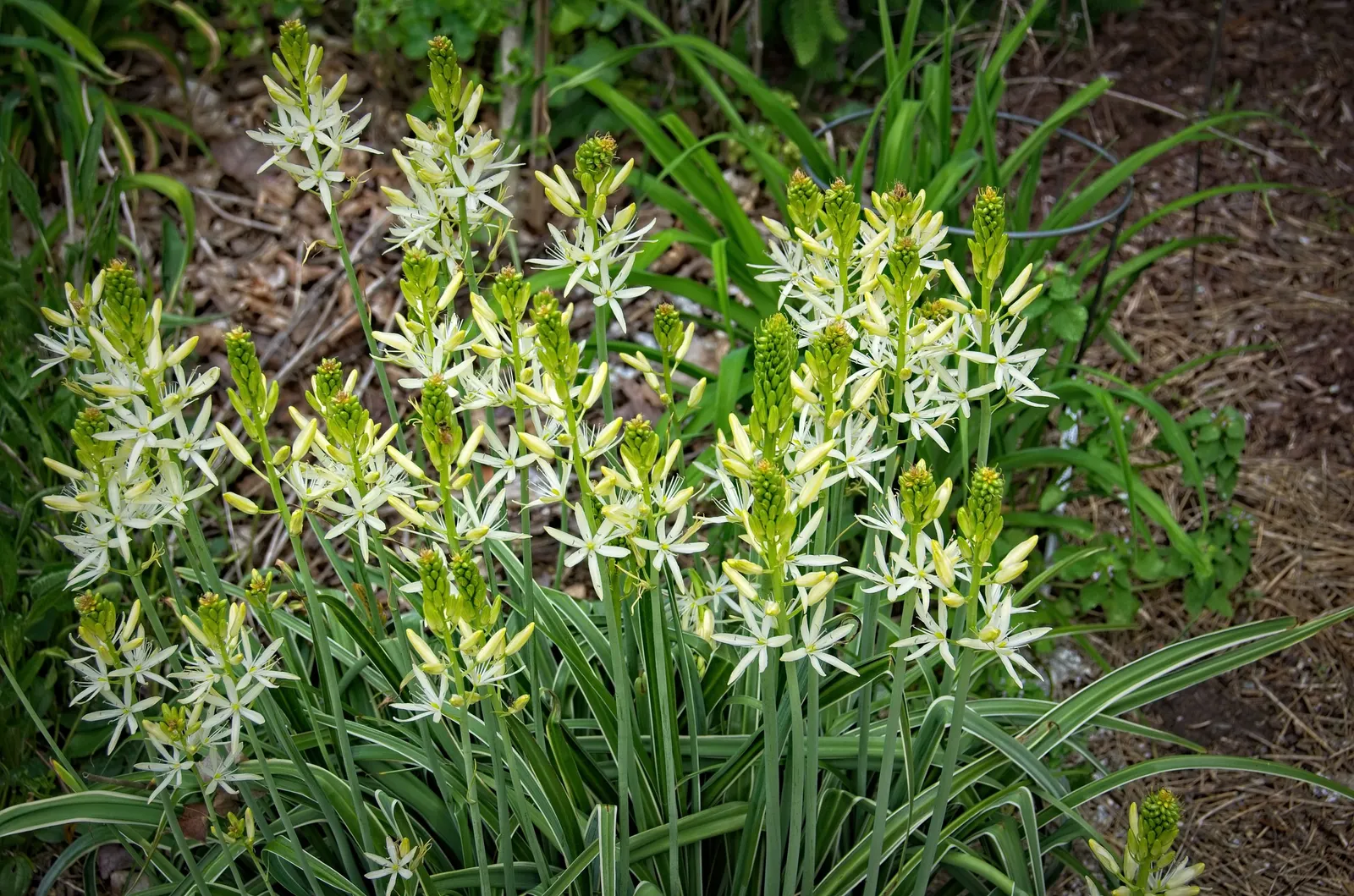 Camas (Camassia Quamash) — upright spikes in late spring to early summer; thriving in USDA zones 4-8, it prefers full sun to partial shade and moist, image 64