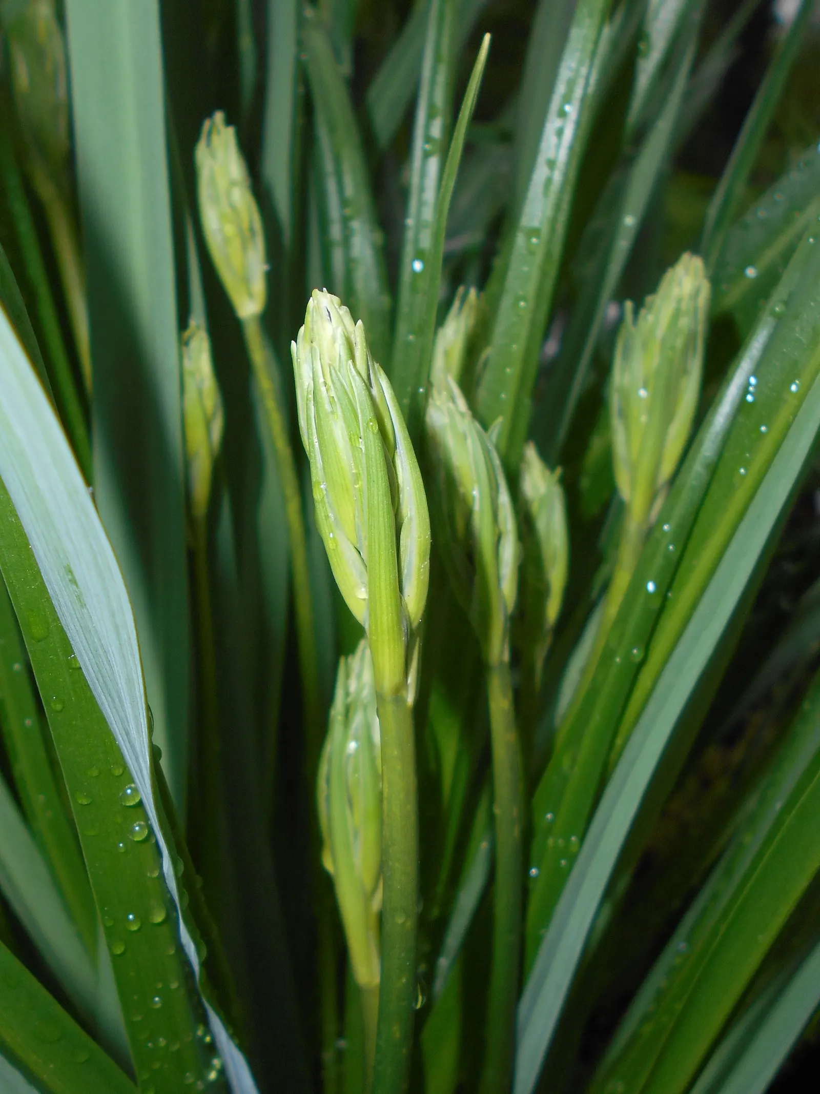 Camas (Camassia Quamash) — making it an excellent choice for extending the blooming season in a garden setting; typically in shades of vivid blue or