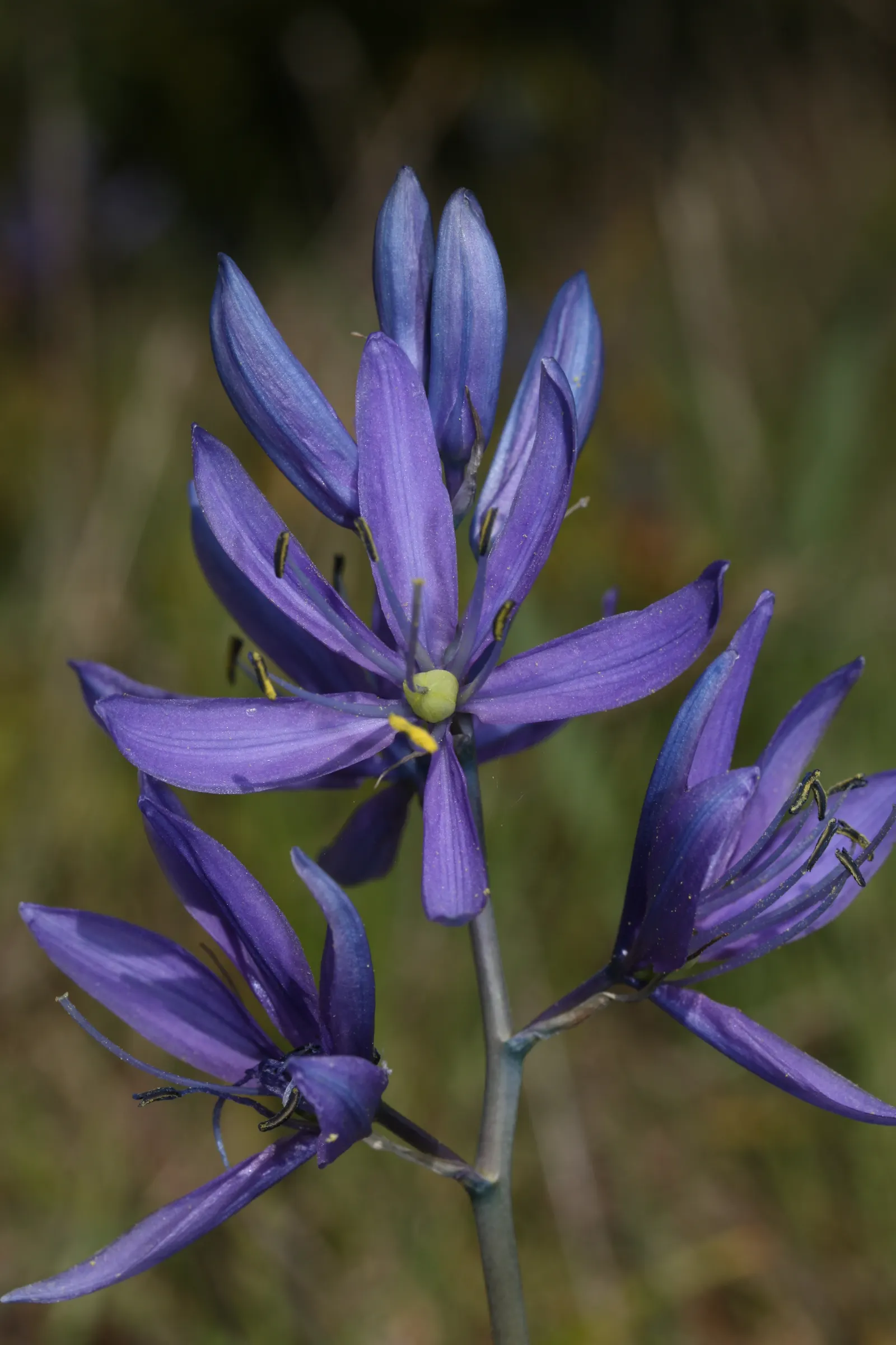 Camas (Camassia Quamash) — perennial for full or half