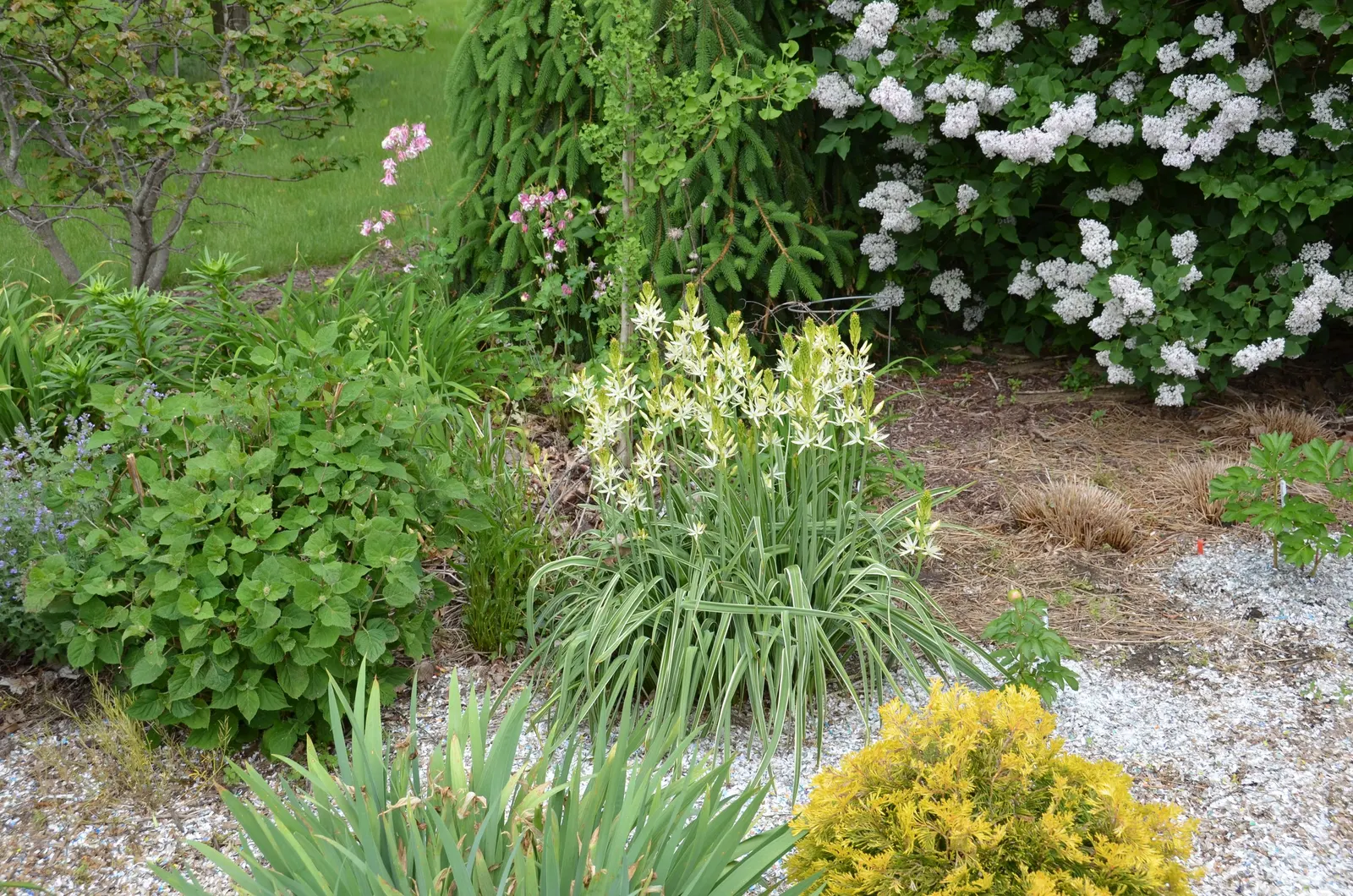 Camas (Camassia Quamash) — showcasing its adaptability to various temperate climates; camassia quamash, commonly known as Camas, is a perennial, image 60