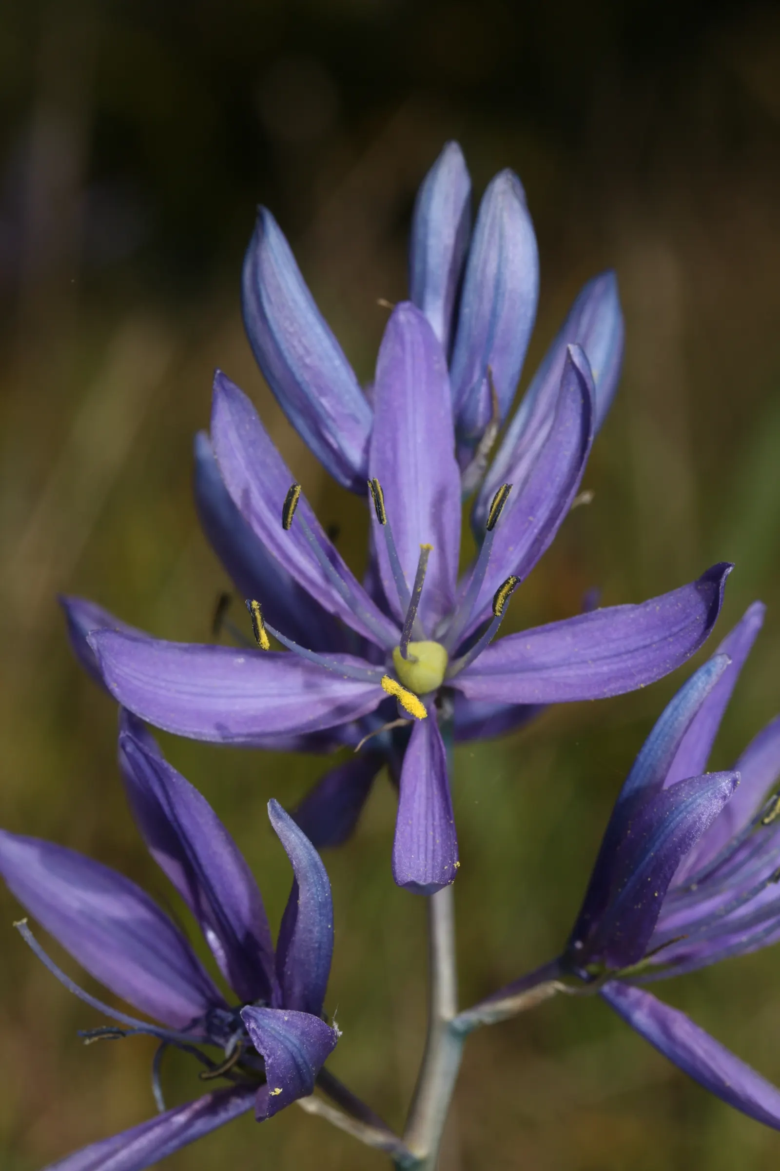 Camas (Camassia Quamash) — It boasts striking star-shaped blue to violet flowers in late spring to early summer; these flowers are borne on sturdy, image 54