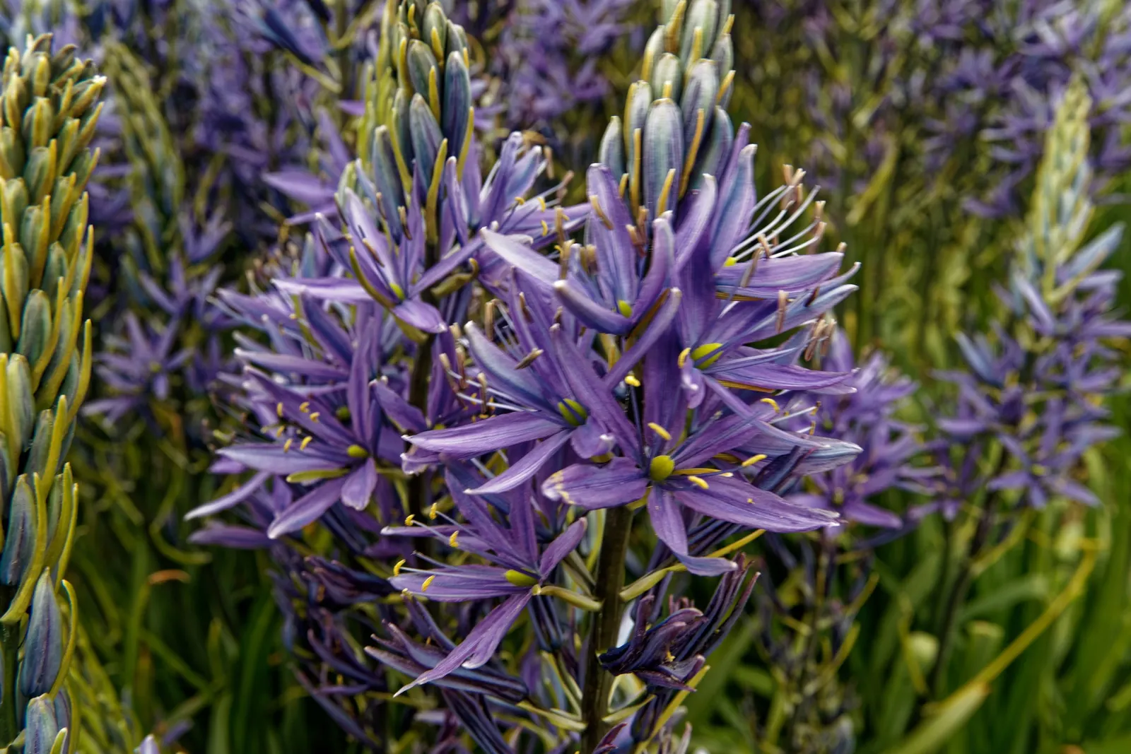 Camas (Camassia Quamash) — attracting pollinators with its nectar-rich blooms; is a bulbous perennial that offers both ecological allure and, image 57