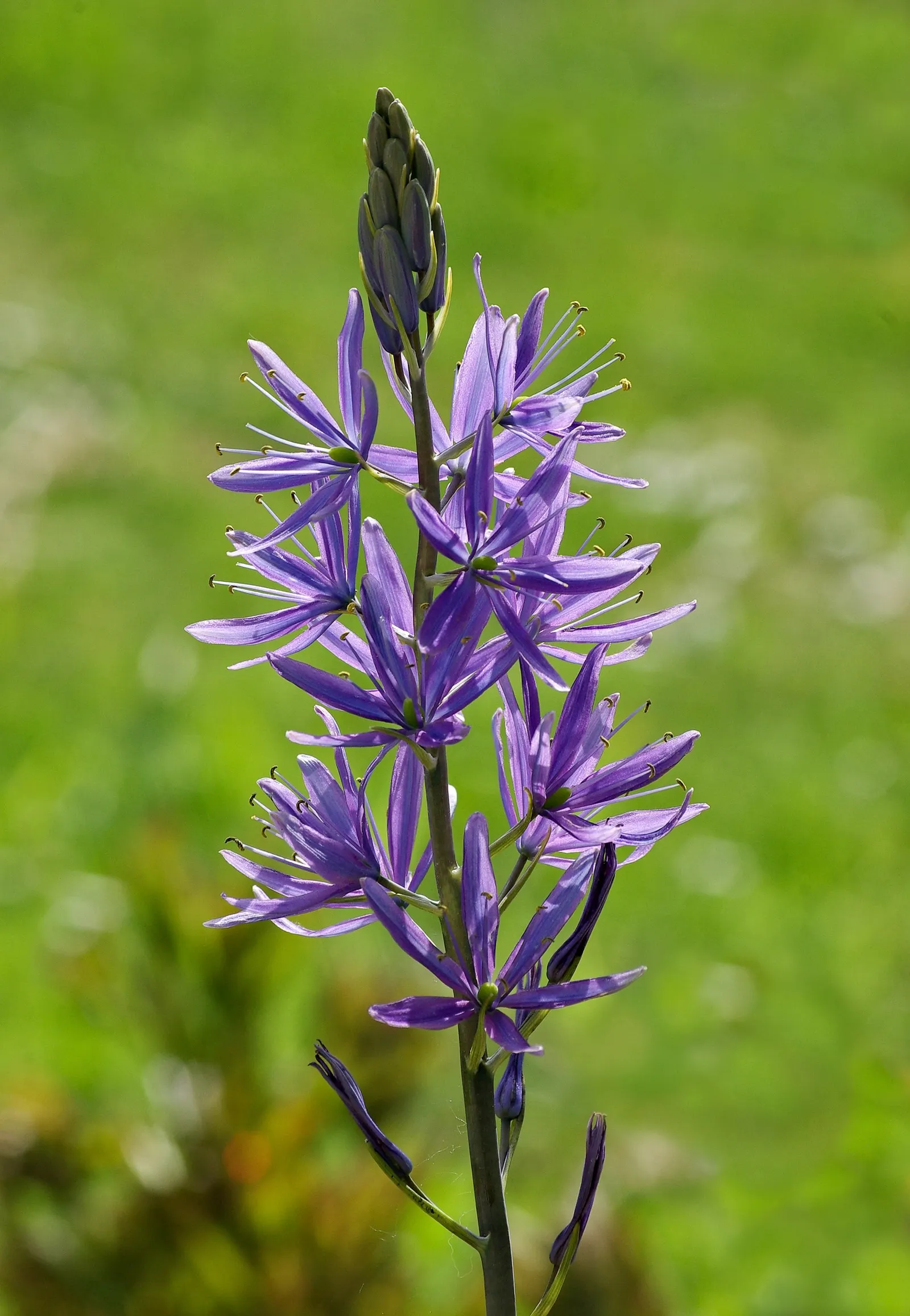 Camas (Camassia Quamash) — It boasts striking star-shaped blue to violet flowers in late spring to early summer; these flowers are borne on sturdy