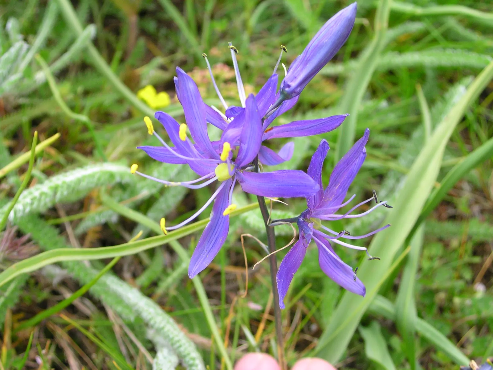 Camas (Camassia Quamash) — which can reach up to 24 inches long; blue flowers in the garden