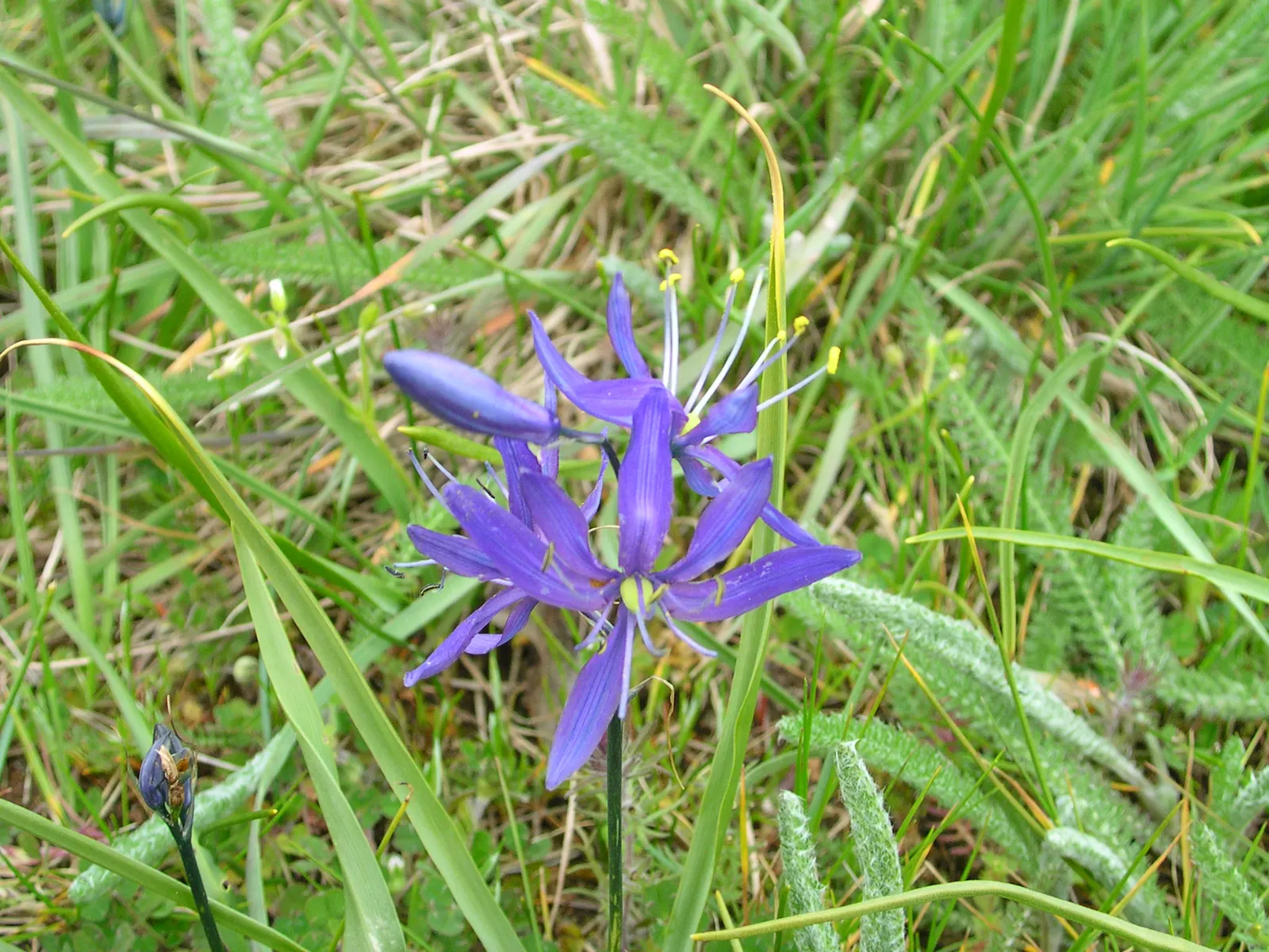 Camas (Camassia Quamash) — upright spikes in late spring to early summer