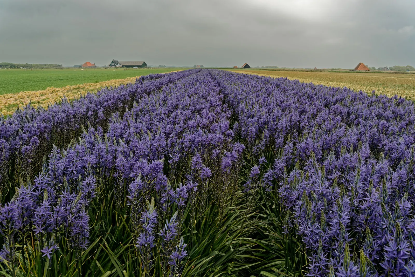 Camas (Camassia Quamash) — blue flowers in the garden; camas presents a striking display of starry-shaped flowers
