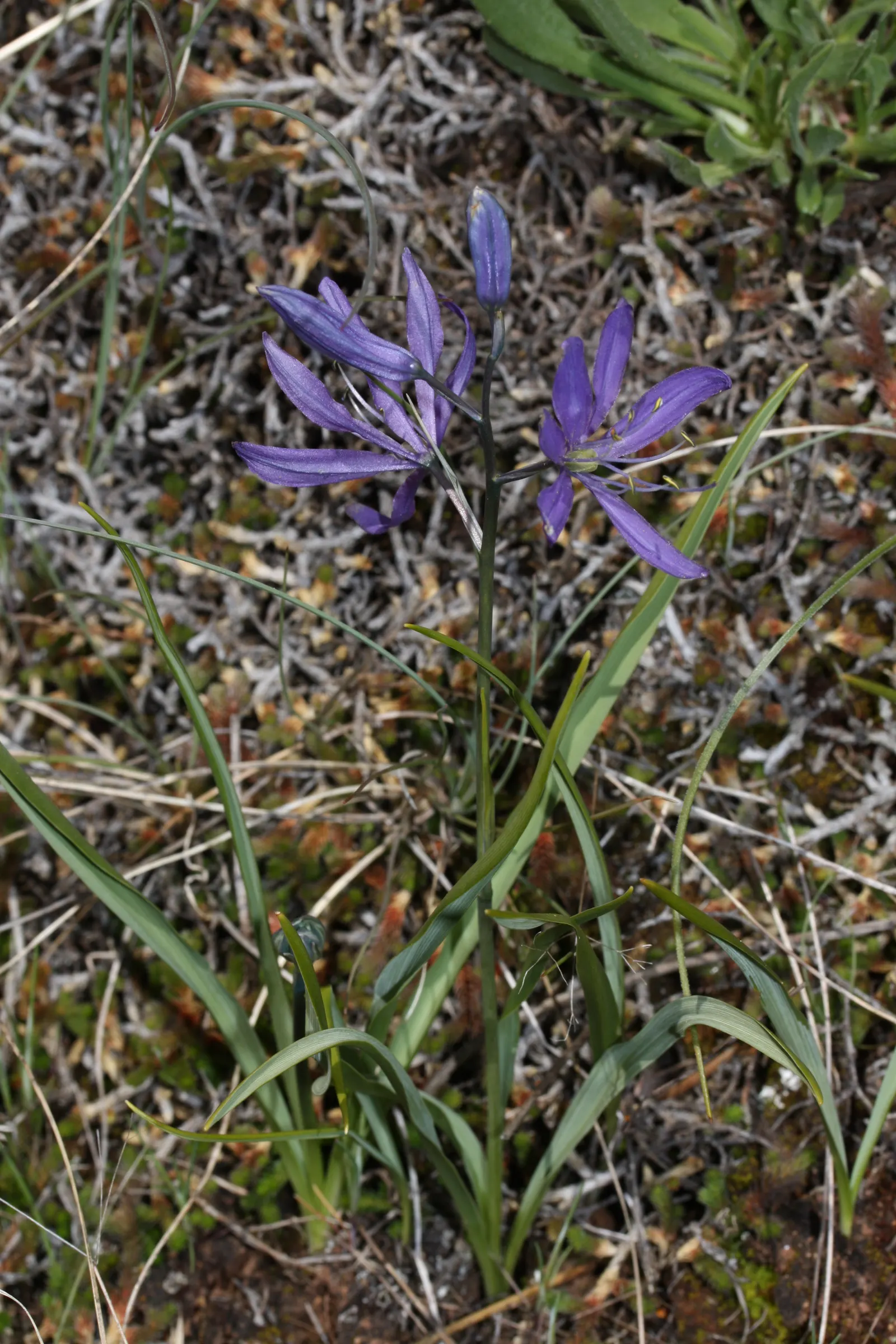 Camas (Camassia Quamash) — is a bulbous perennial that offers both ecological allure and historical significance