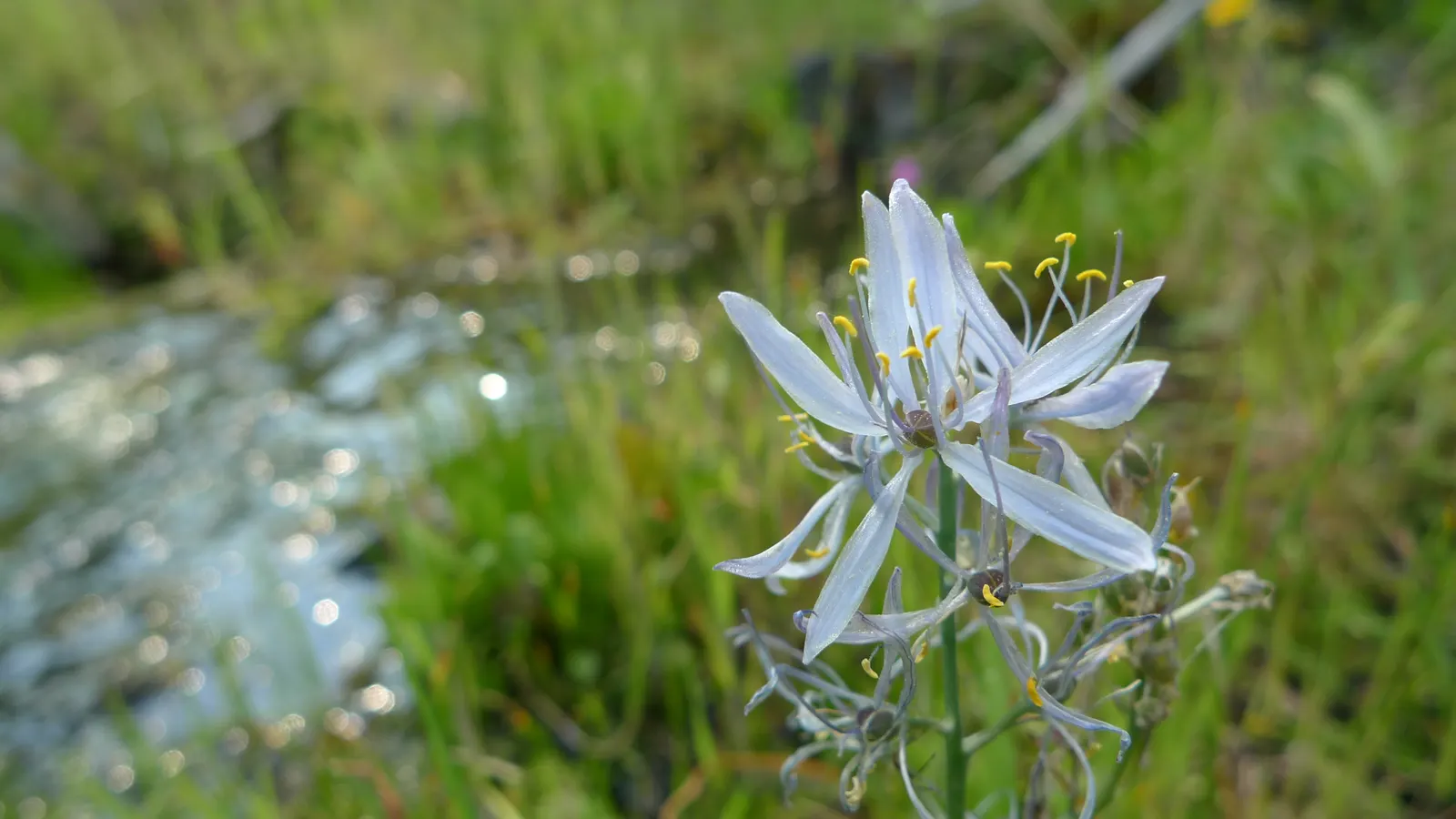 Camas (Camassia Quamash) — These flowers are borne on sturdy