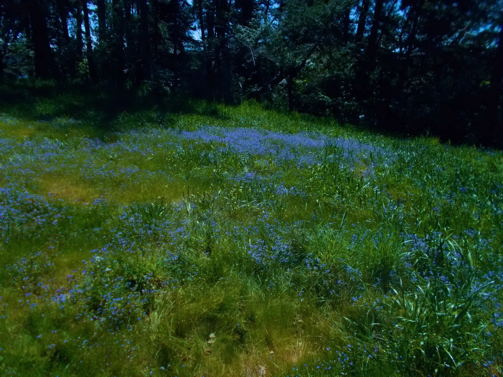 Camas (Camassia Quamash) — It boasts striking star-shaped blue to violet flowers in late spring to early summer