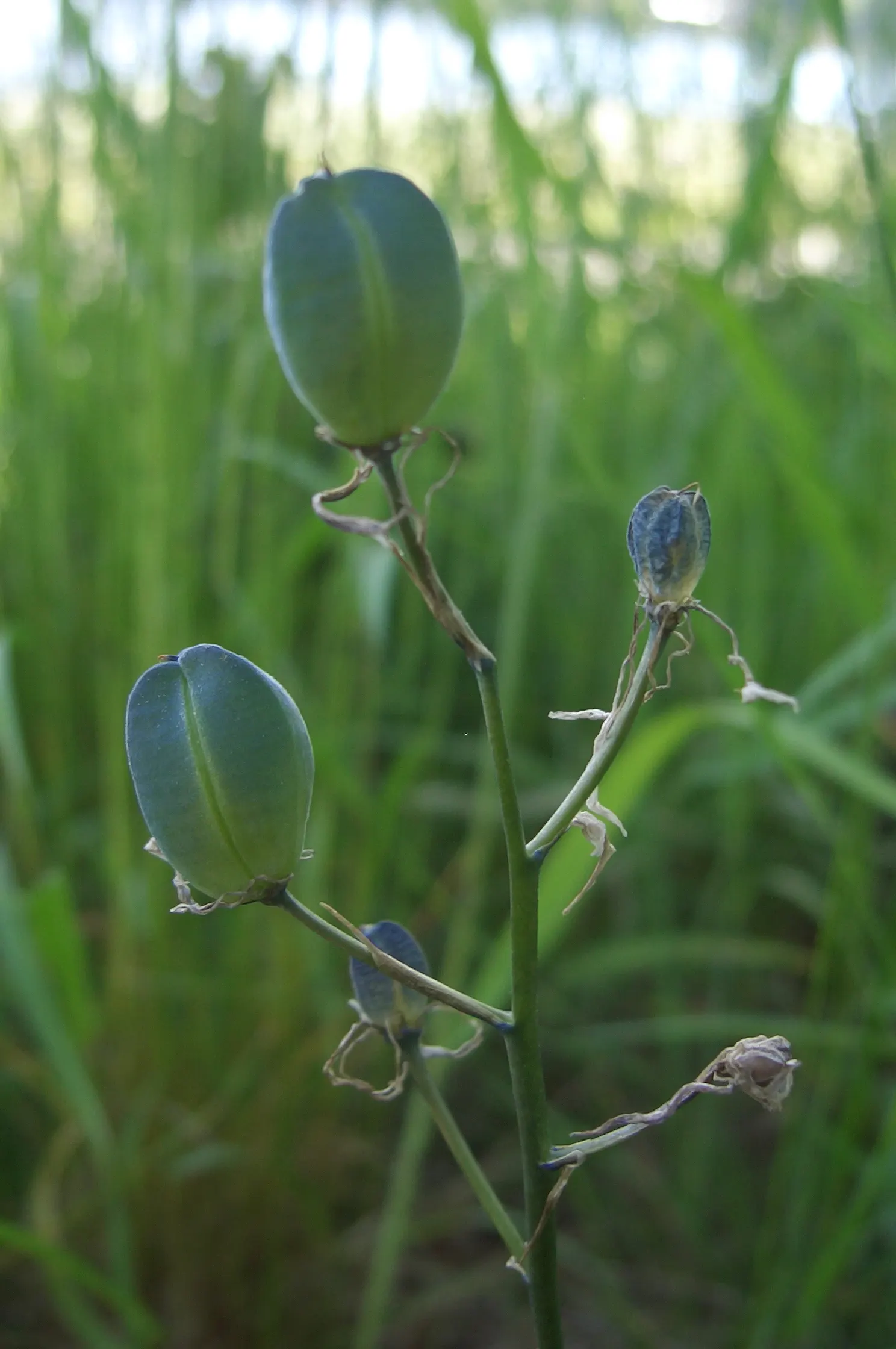 Camas (Camassia Quamash) — Ideal for naturalizing in meadows or as a border accent