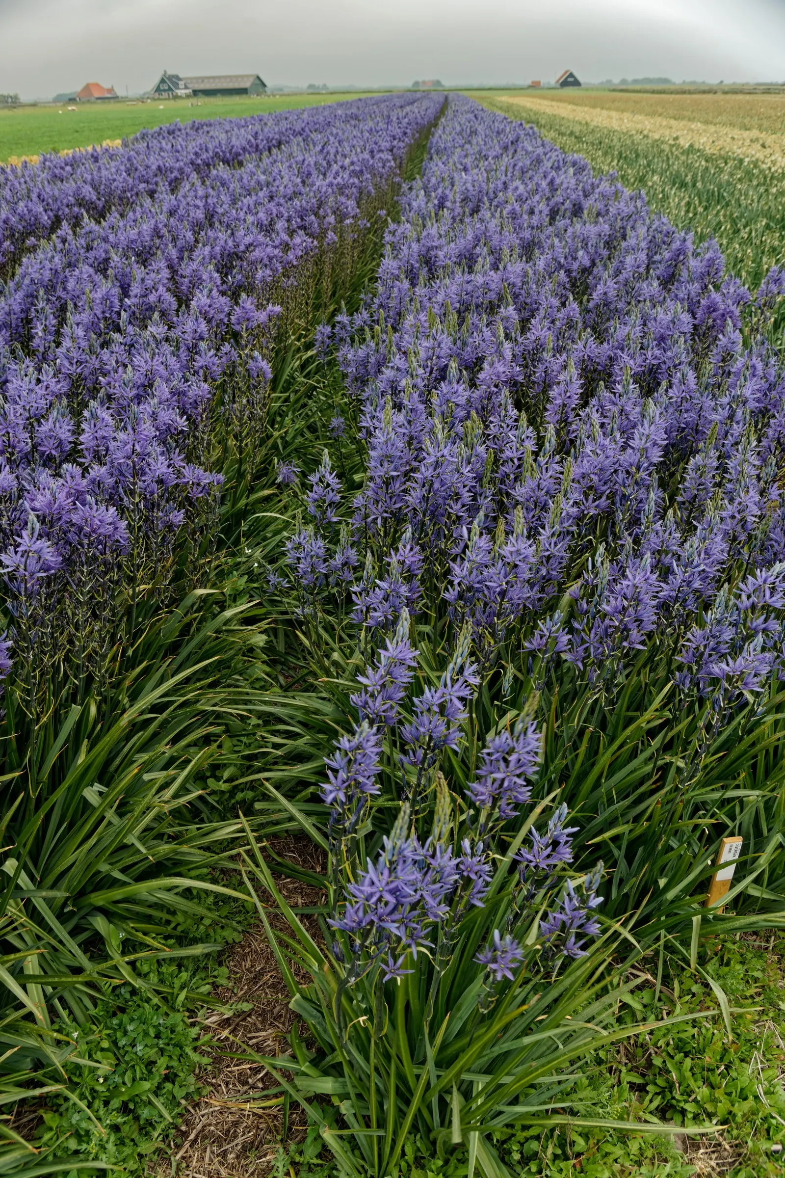 Camas (Camassia Quamash) — Thriving in USDA zones 4-8, it prefers full sun to partial shade and moist, well-draining soil; it is particularly, image 55