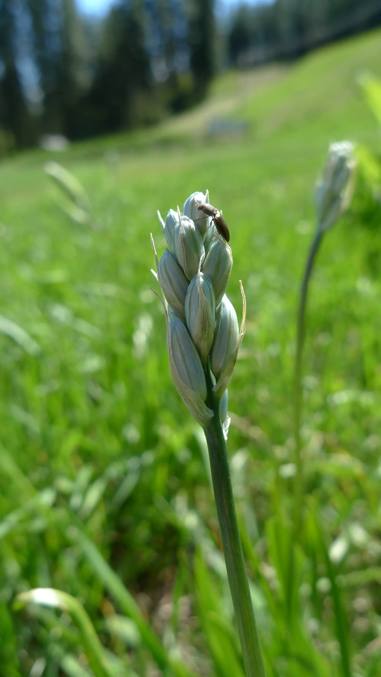 Camas (Camassia Quamash) — consider its preference for full sun to partial shade; upright spikes in late spring to early summer, image 69