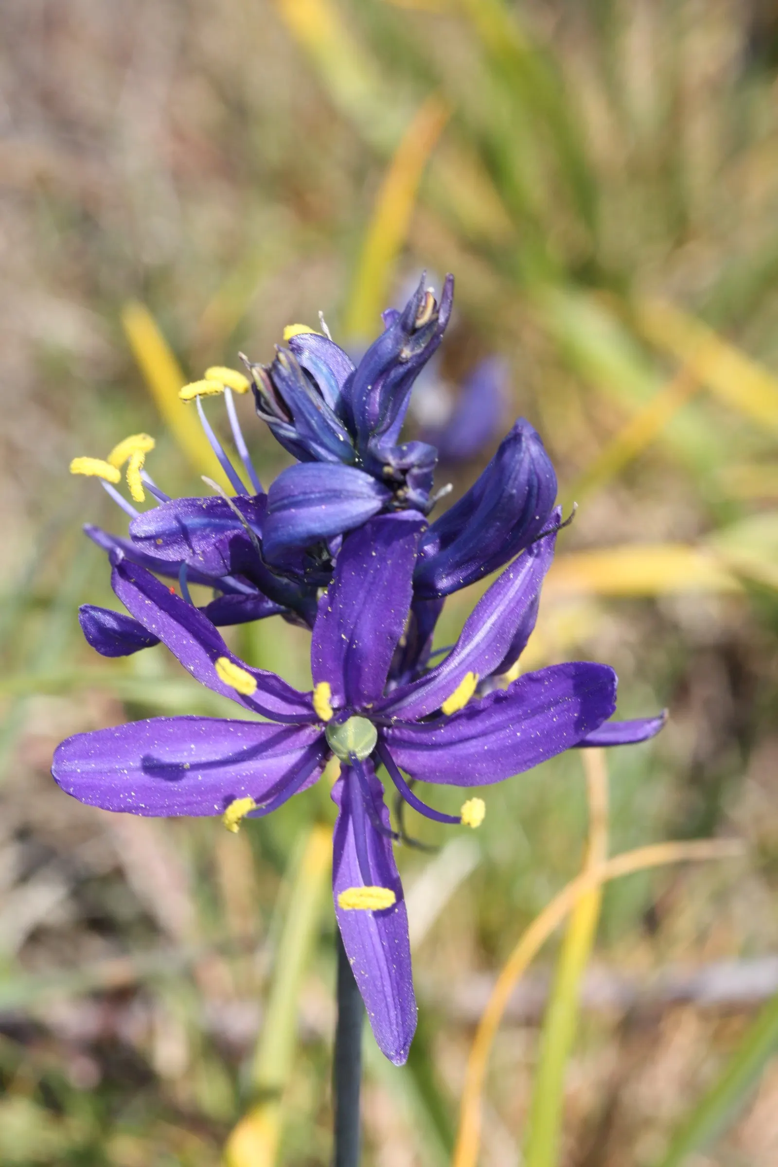 Camas (Camassia Quamash) — Camas bulbs were once a vital food source for Indigenous peoples; perennial for full or half