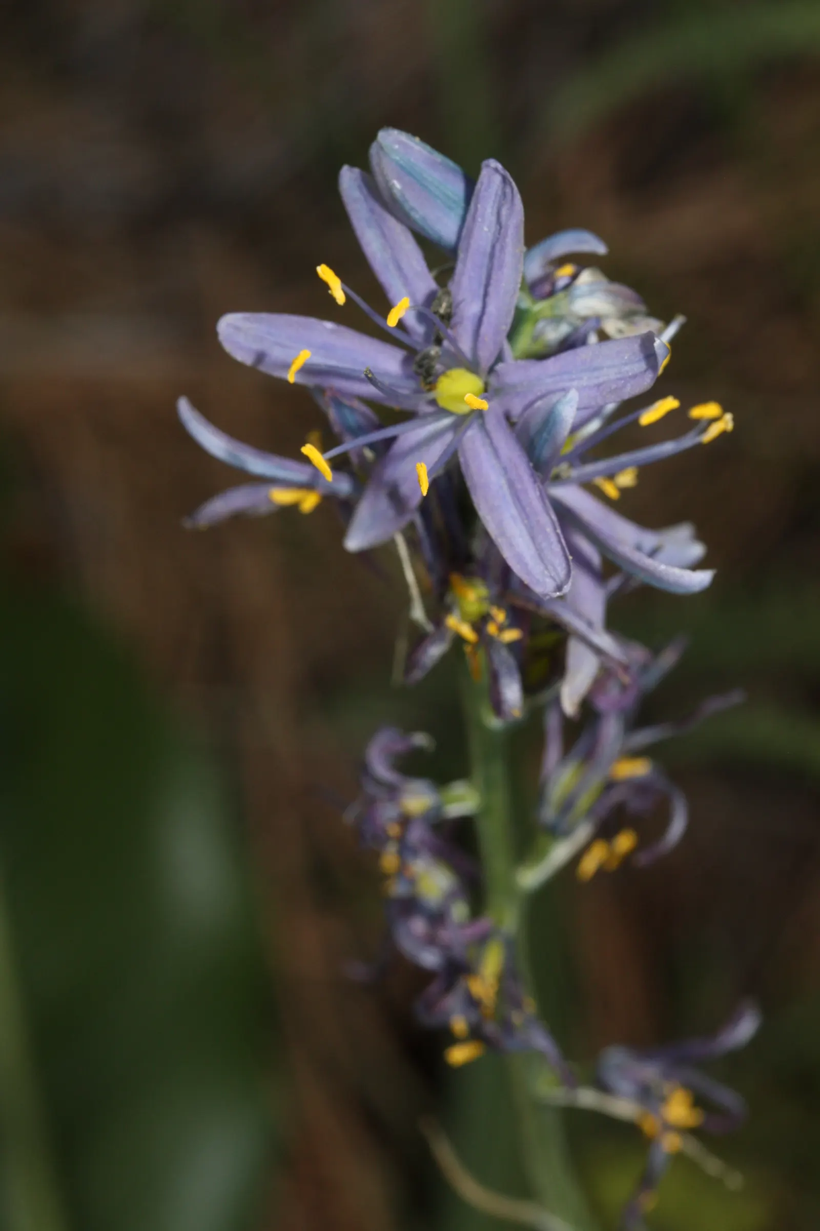 Camas (Camassia Quamash) — attracting pollinators with its nectar-rich blooms; is a bulbous perennial that offers both ecological allure and historical