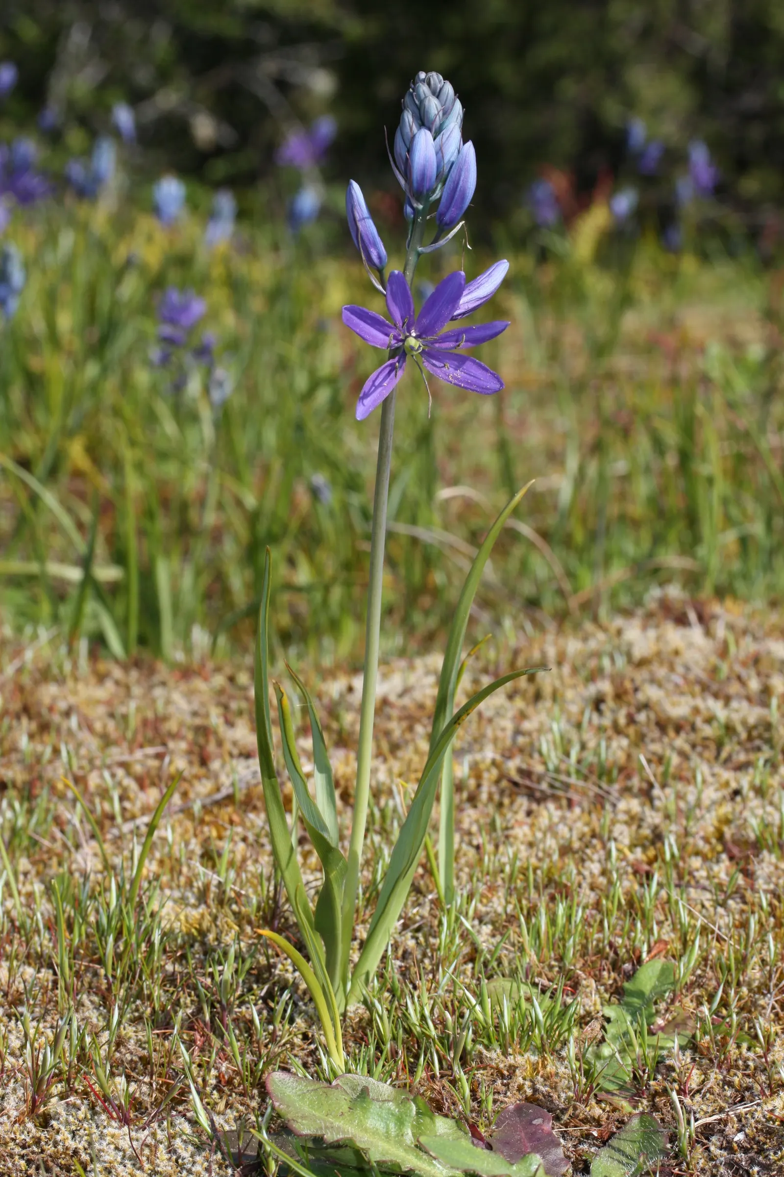 Camas (Camassia Quamash) — Thriving in USDA zones 4-8, it prefers full sun to partial shade and moist, well-draining soil