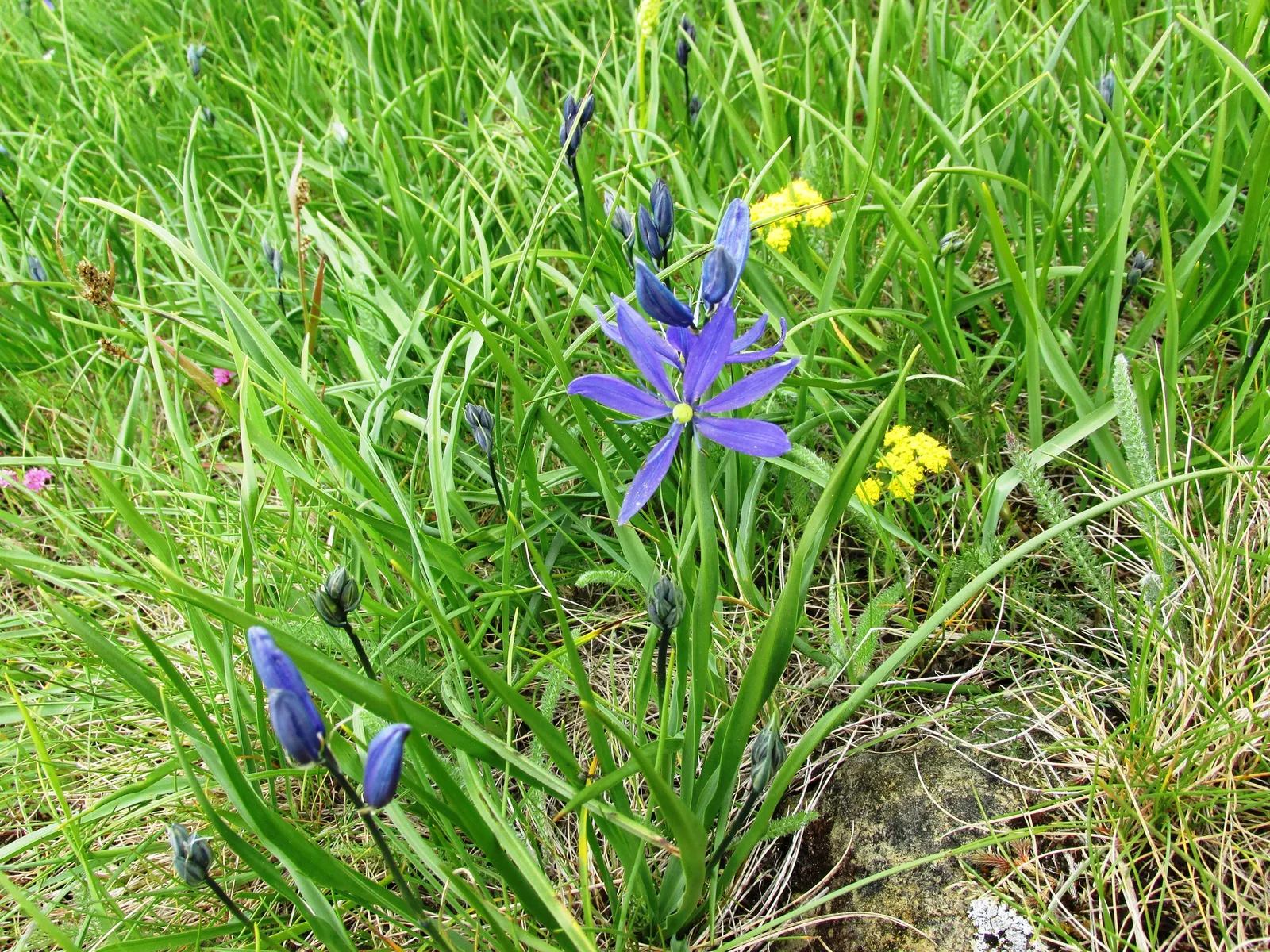 Camas (Camassia Quamash) — is a bulbous perennial that offers both ecological allure and historical significance; making it an excellent choice for extending