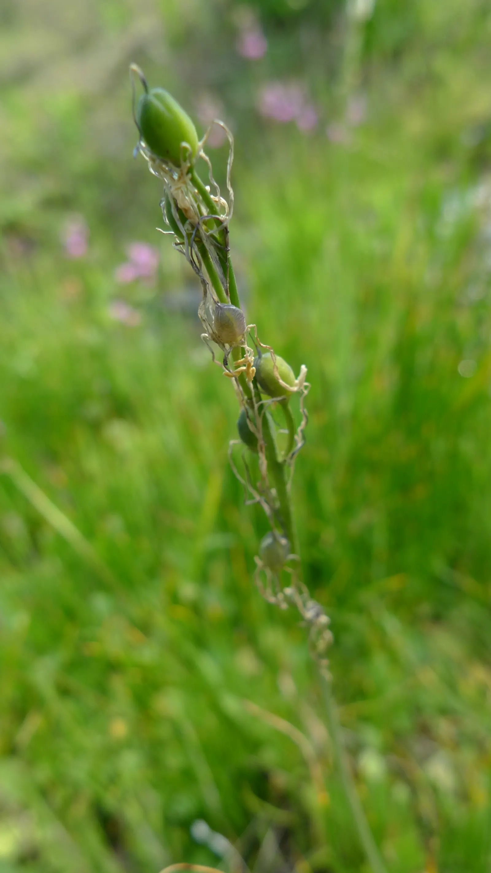 Camas (Camassia Quamash) — provide a grass-like textural contrast even when the plant is not in bloom.<br><br>When designing with Camas; attracting, image 68