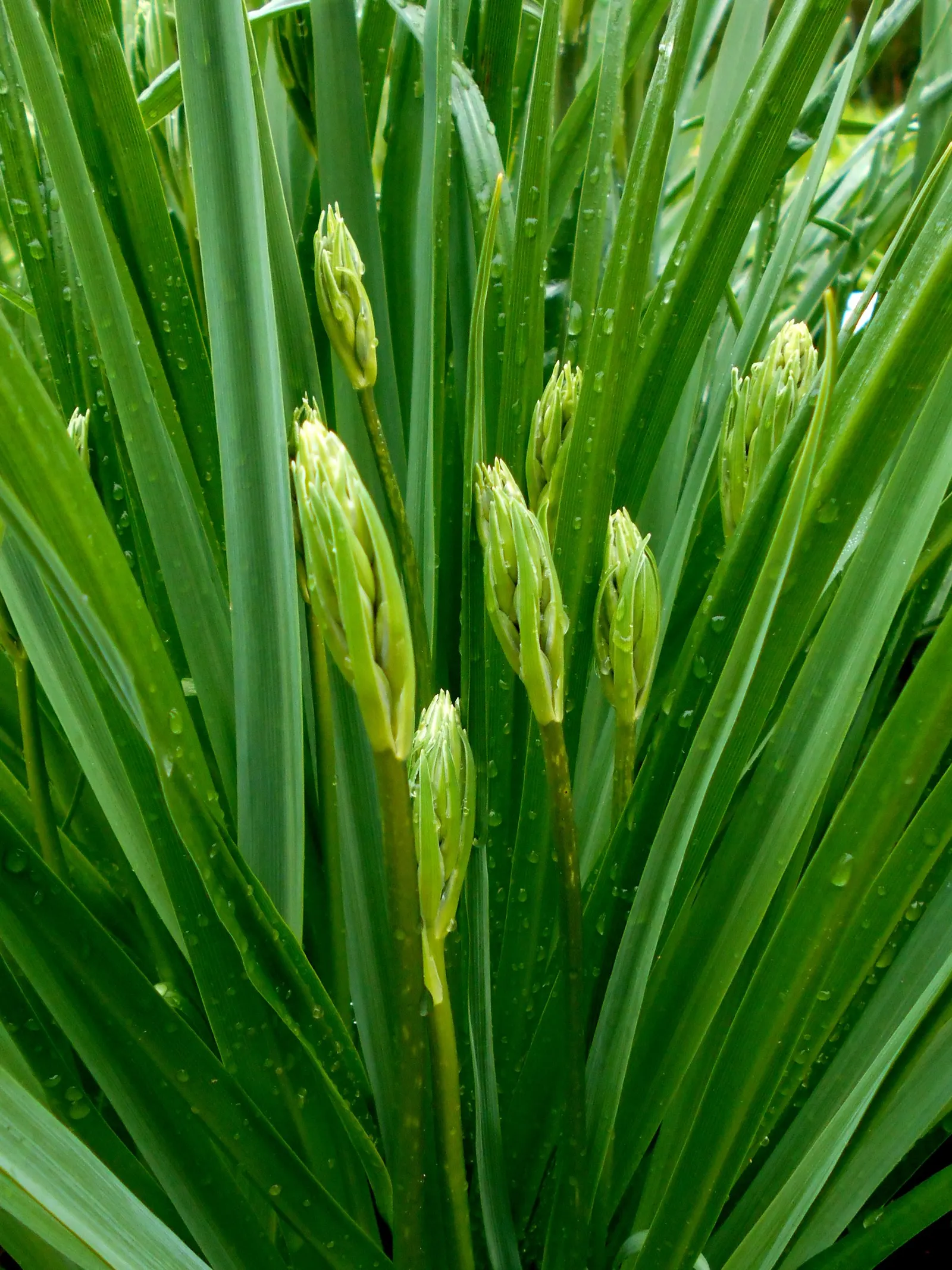 Camas (Camassia Quamash) — consider its preference for full sun to partial shade