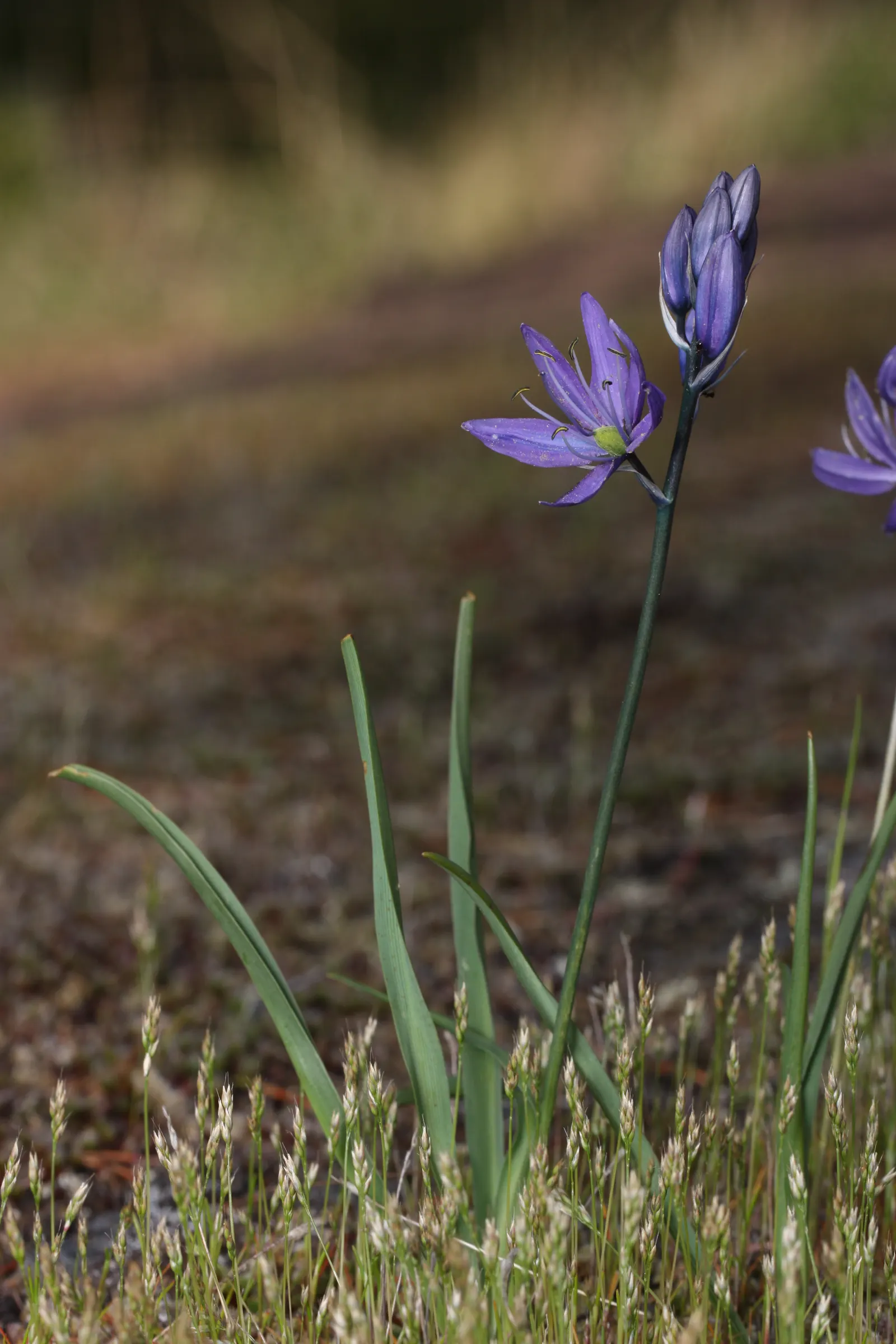 Camas (Camassia Quamash) — Each individual flower is roughly 1 to 1.5 inches in diameter; consider its preference for full sun to partial shade, image 66
