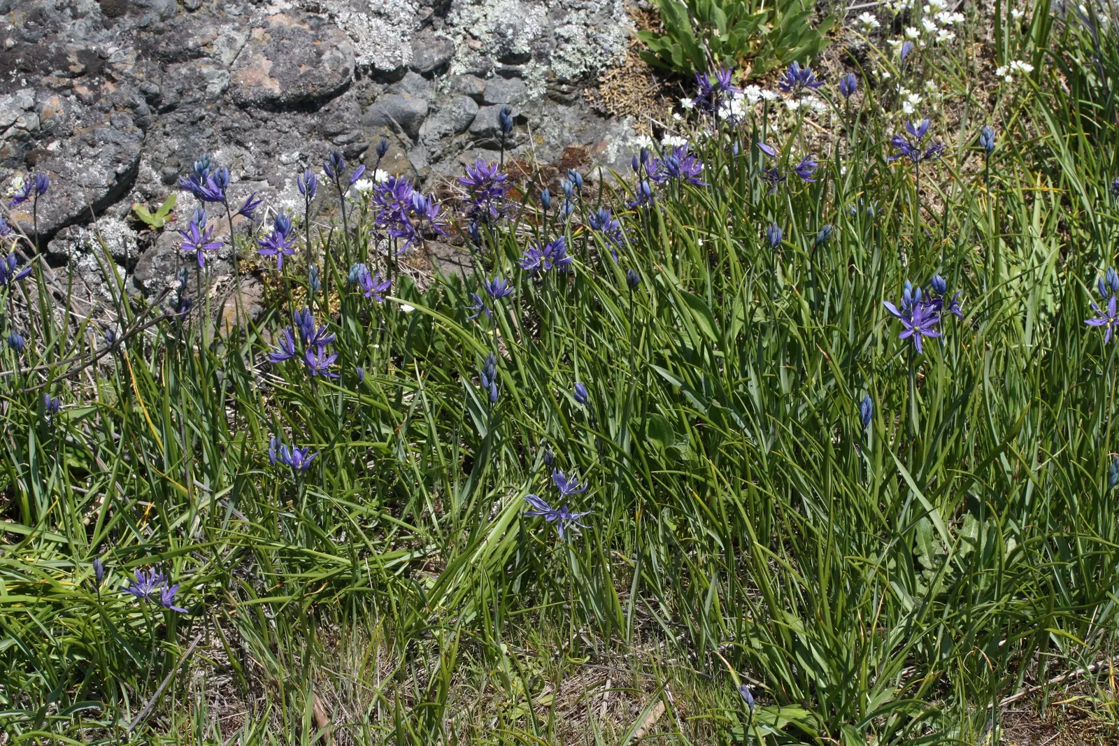 Camas (Camassia Quamash) — provide a grass-like textural contrast even when the plant is not in bloom.<br><br>When designing with Camas