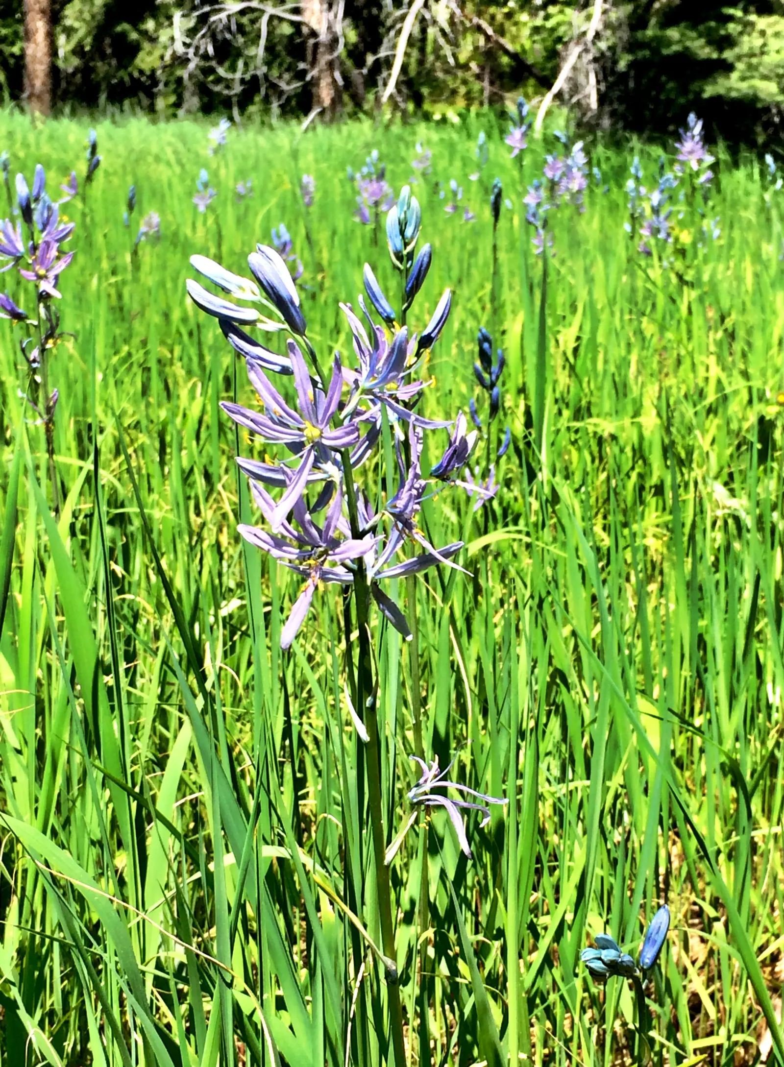 Camas (Camassia Quamash) — typically in shades of vivid blue or occasionally purplish hues; which can reach up to 24 inches long, image 62