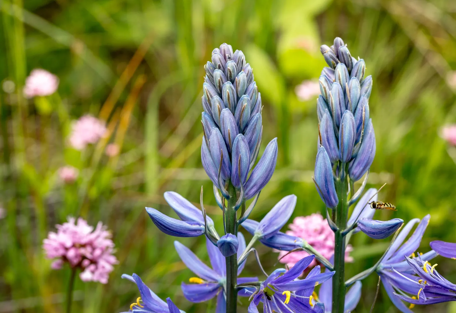 Camas (Camassia Quamash) — typically in shades of vivid blue or occasionally purplish hues