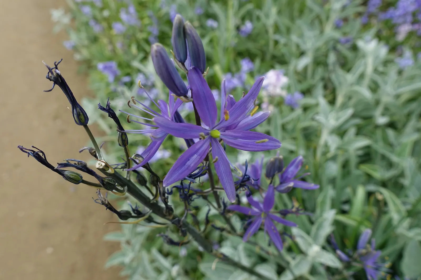 Camas (Camassia Quamash) — perennial for full or half; rendering it a compelling choice for both aesthetic and practical purposes in a landscape