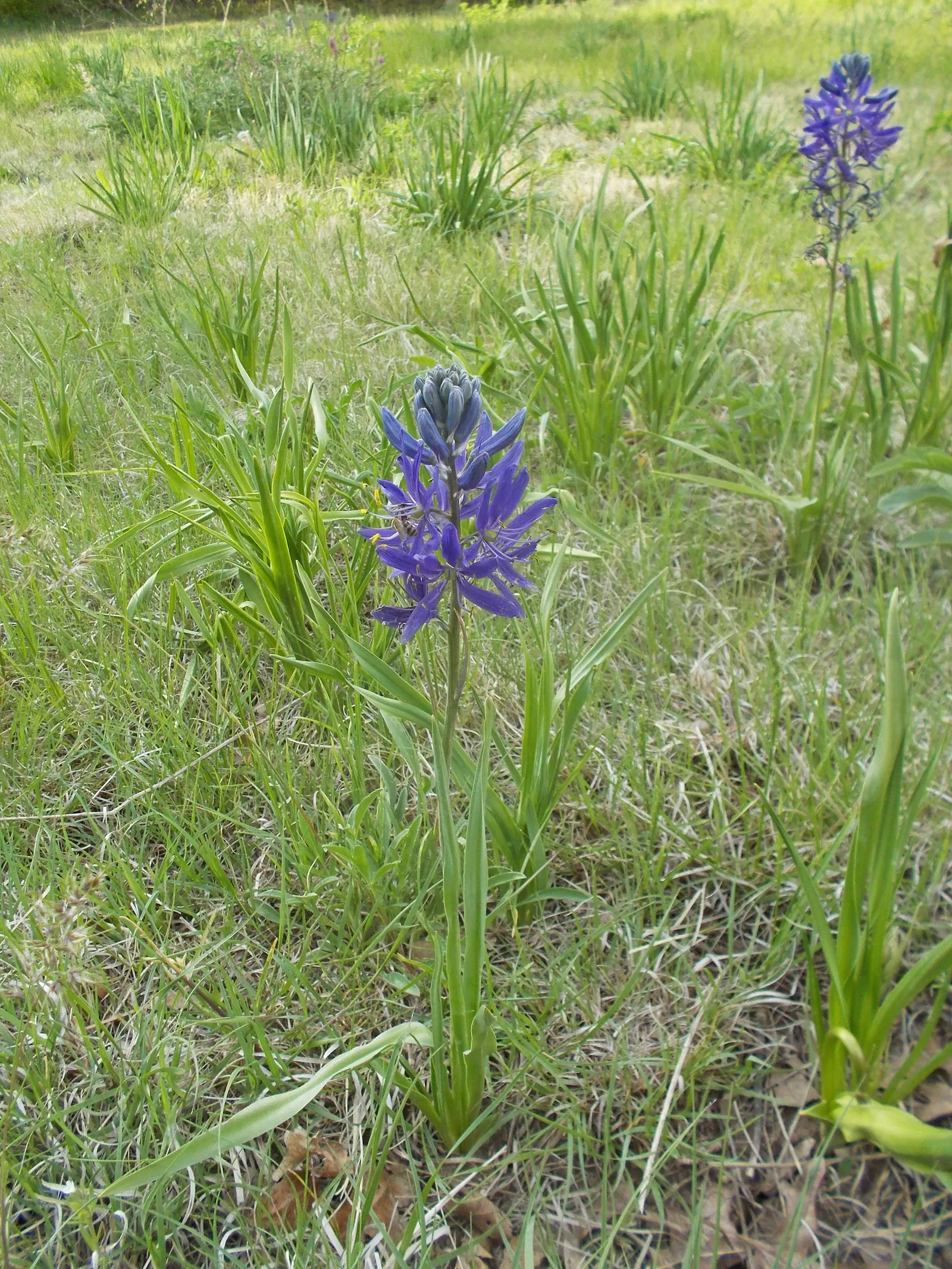 Camas (Camassia Quamash) — rendering it a compelling choice for both aesthetic and practical purposes in a landscape