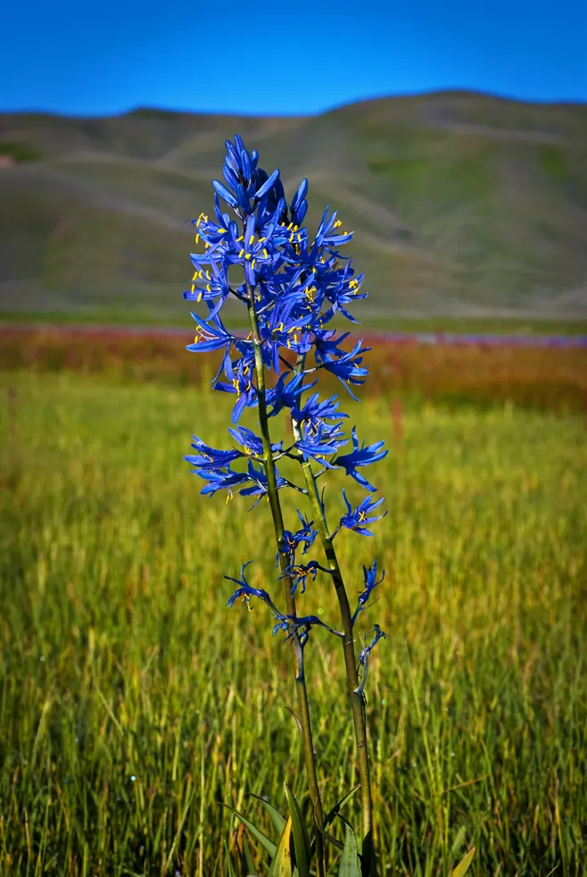 Camas (Camassia Quamash) — Each individual flower is roughly 1 to 1.5 inches in diameter
