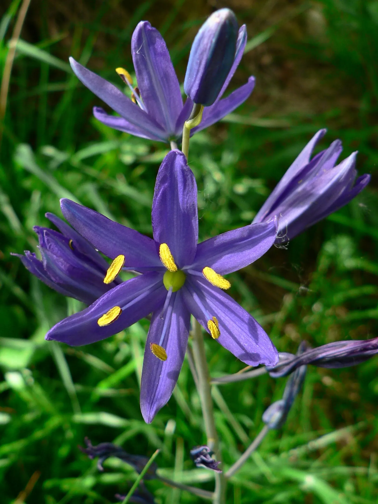 Camas (Camassia Quamash) — Camas bulbs were once a vital food source for Indigenous peoples