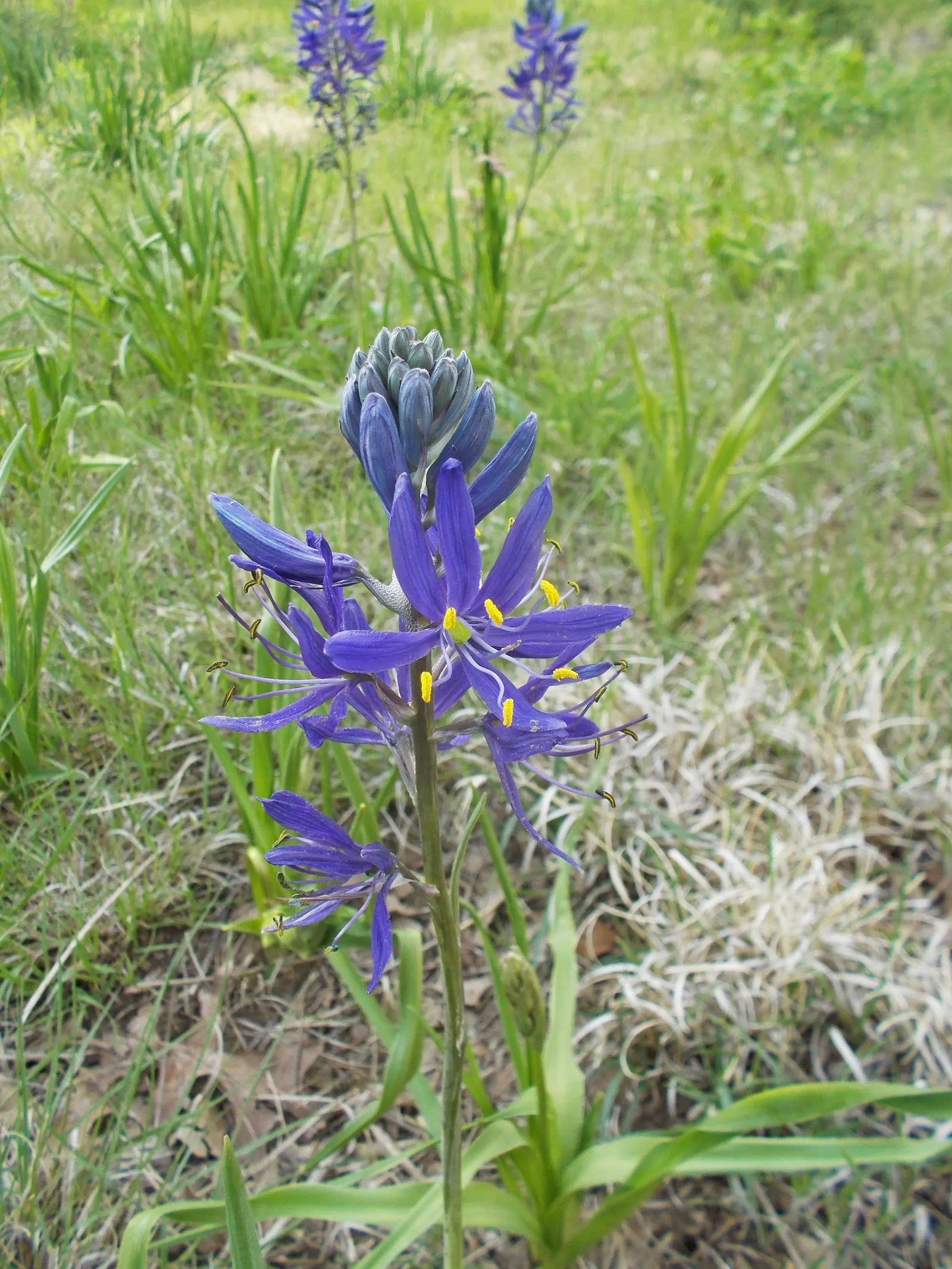 Camas (Camassia Quamash) — It is particularly suited for borders, wildflower meadows, and water-wise gardens