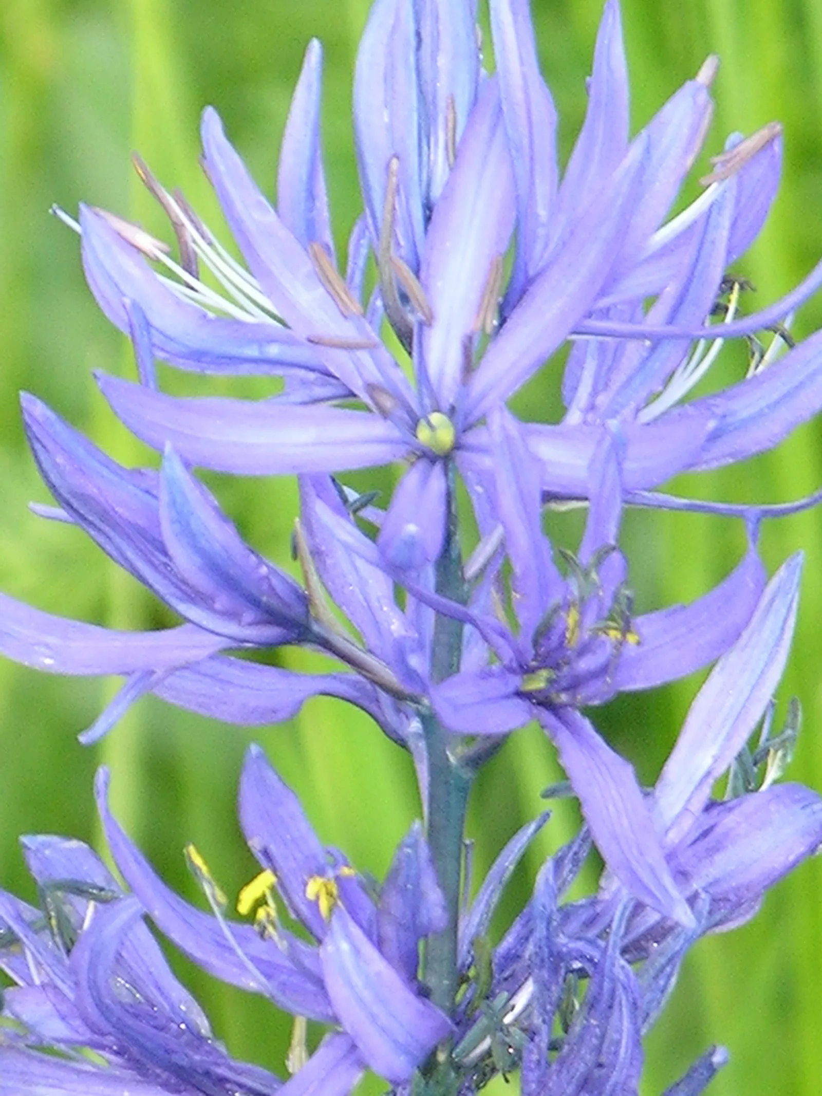 Camas (Camassia Quamash) — It is also worth noting that Camas has a fairly low maintenance profile