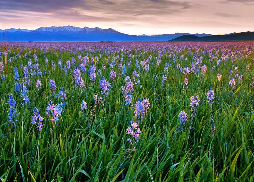 Camas (Camassia Quamash) — perennial with blue blooms; provide a grass-like textural contrast even when the plant is not in bloom.<br><br>When designing with