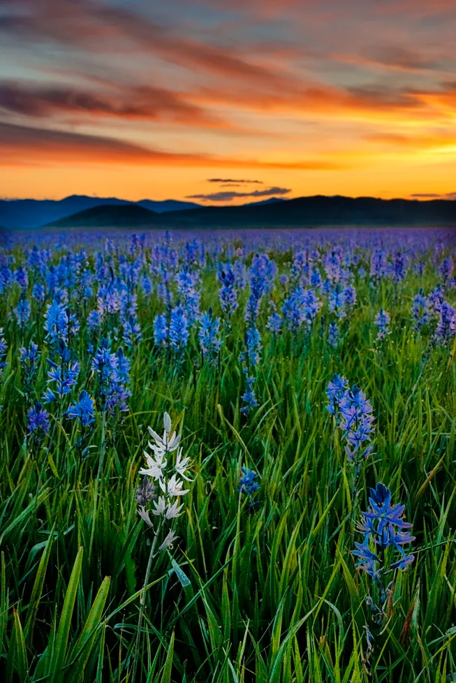 Camas (Camassia Quamash) — This North American native thrives in USDA hardiness zones 4 through 8; adding an element of historical education for the client