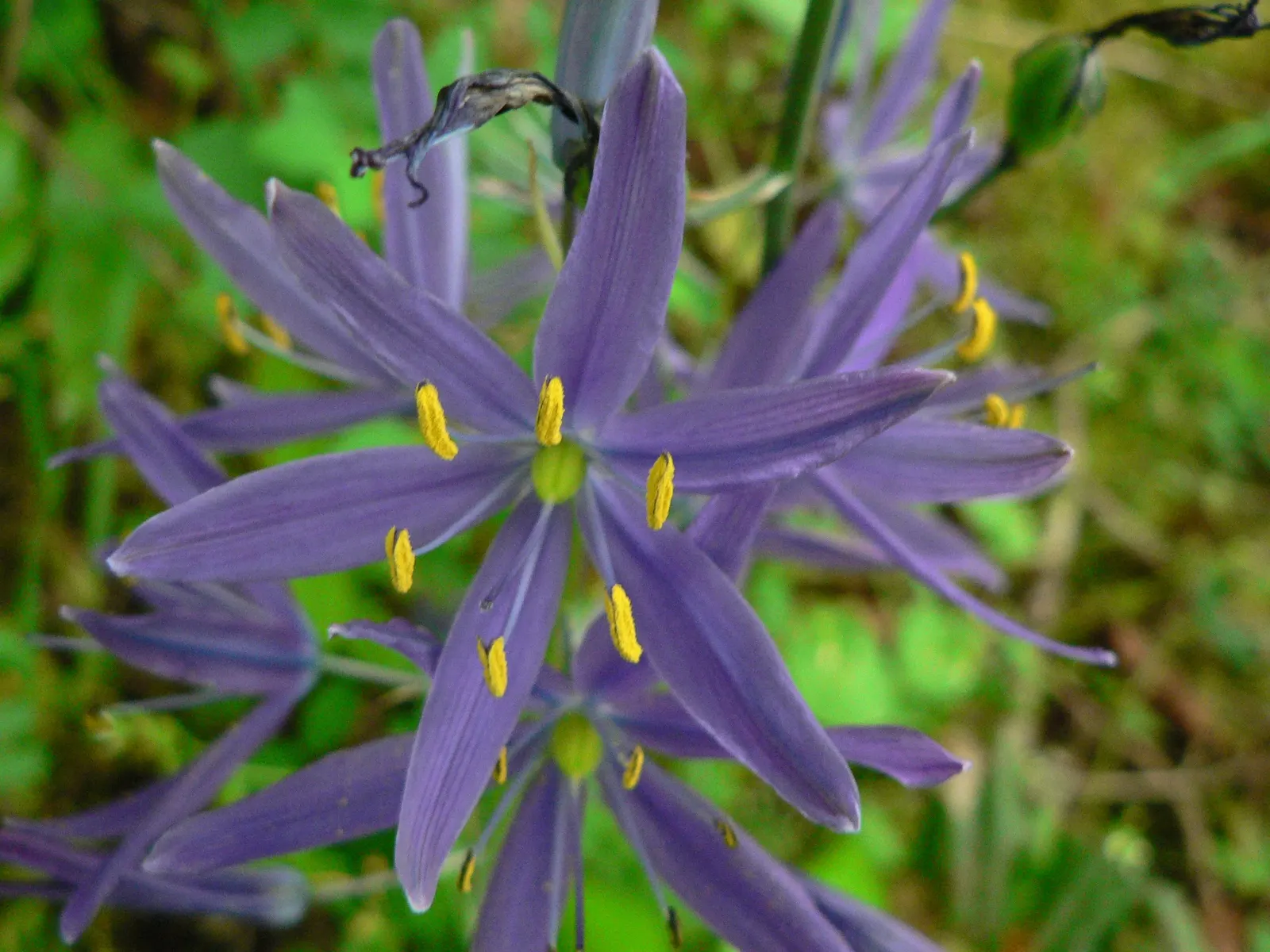 Camas (Camassia Quamash) — Ideal for naturalizing in meadows or as a border accent; perennial with blue blooms