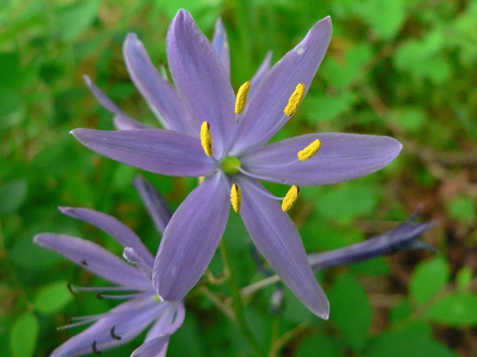 Camas (Camassia Quamash) — Each individual flower is roughly 1 to 1.5 inches in diameter; consider its preference for full sun to partial shade