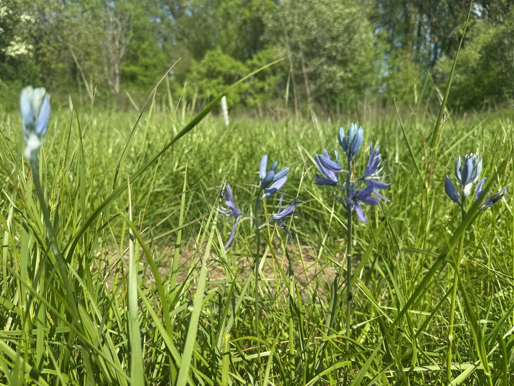 Camas (Camassia Quamash) — This North American native thrives in USDA hardiness zones 4 through 8; adding an element of historical education for, image 59