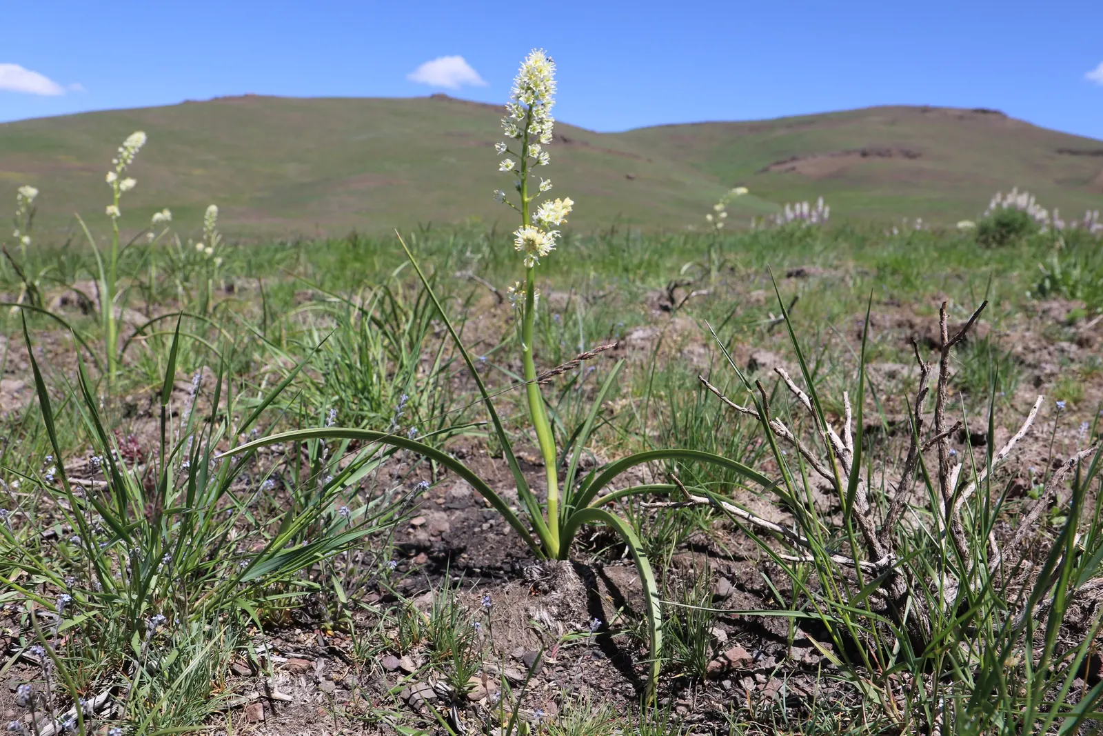 Camas (Camassia Quamash) — attracting pollinators with its nectar-rich blooms