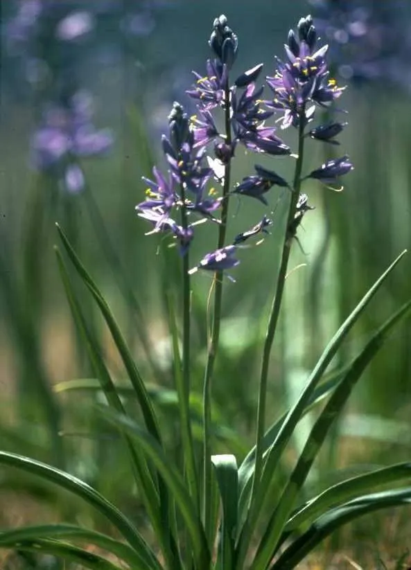 Camas (Camassia Quamash) — adding an element of historical education for the client; this North American native thrives in USDA hardiness zones 4 through 8