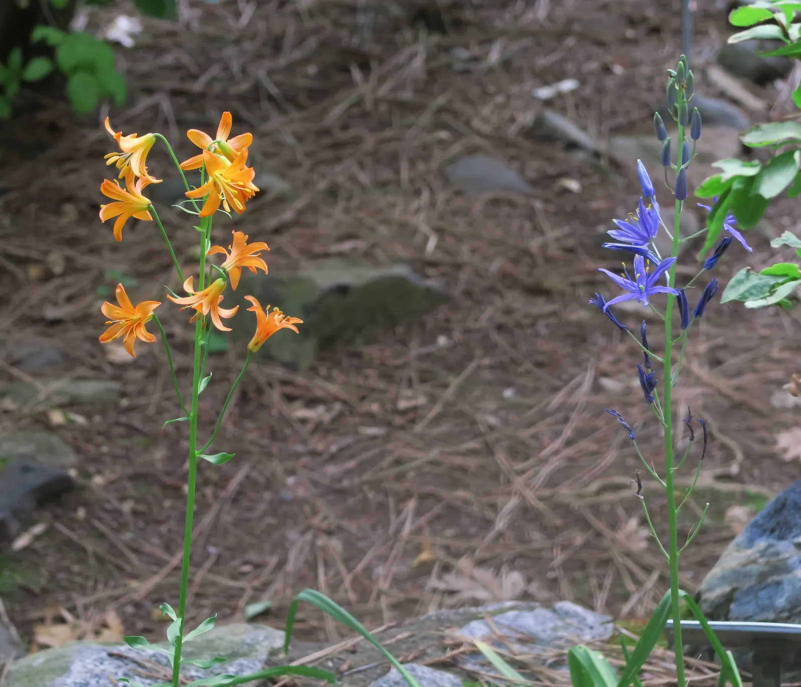 Camas (Camassia Quamash) — which can reach up to 24 inches long; blue flowers in the garden, image 67